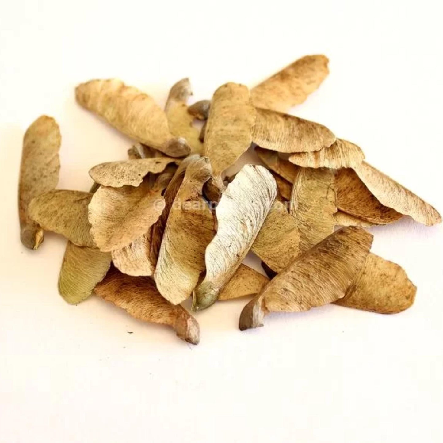 Trident Maple Tree Seeds (Acer buergerianum)