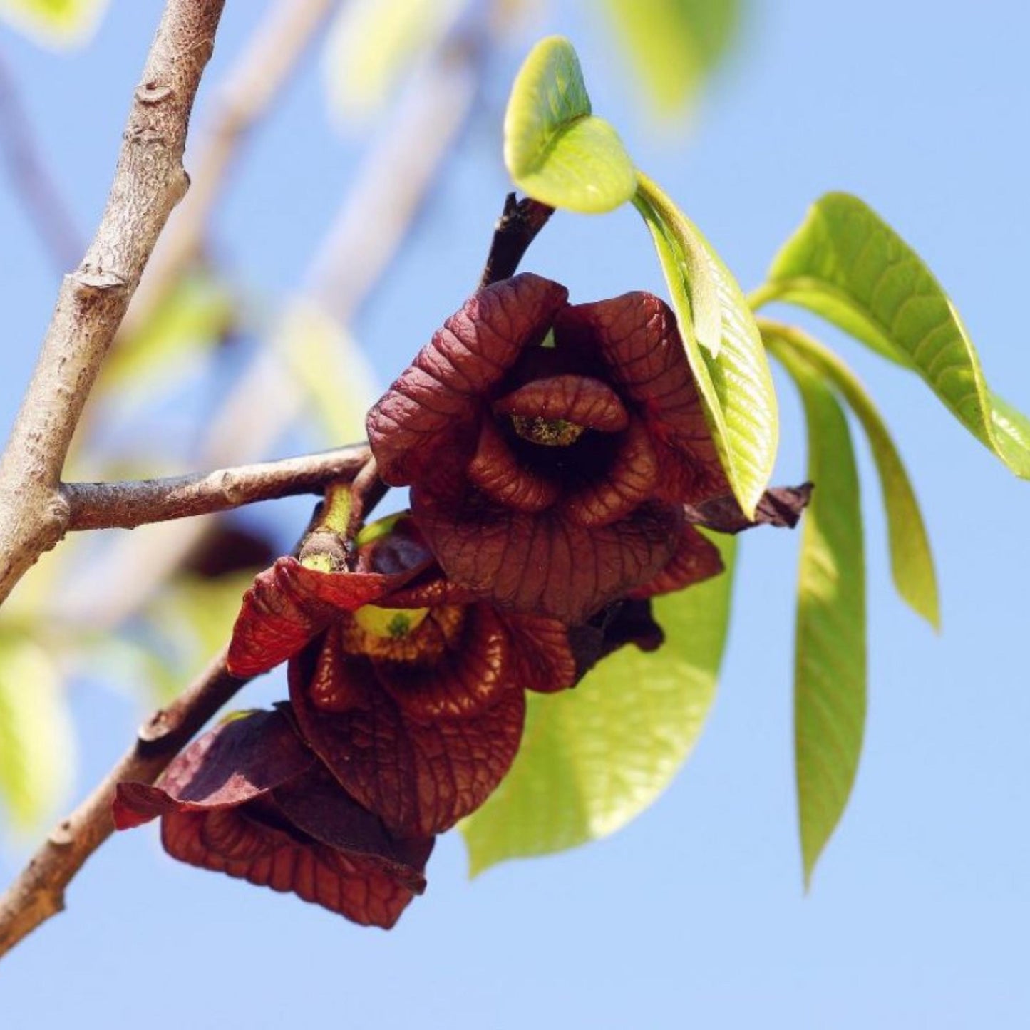 Paw Paw Tree Seeds-(Asimina triloba)