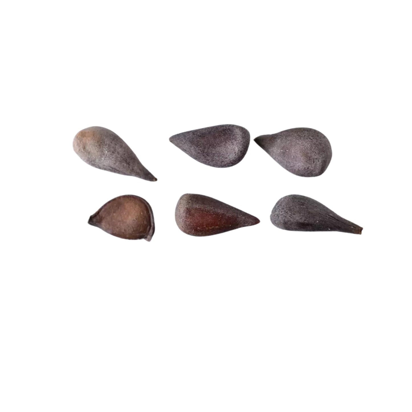 Chinese Quince Tree Seeds (Chaenomeles sinensis)