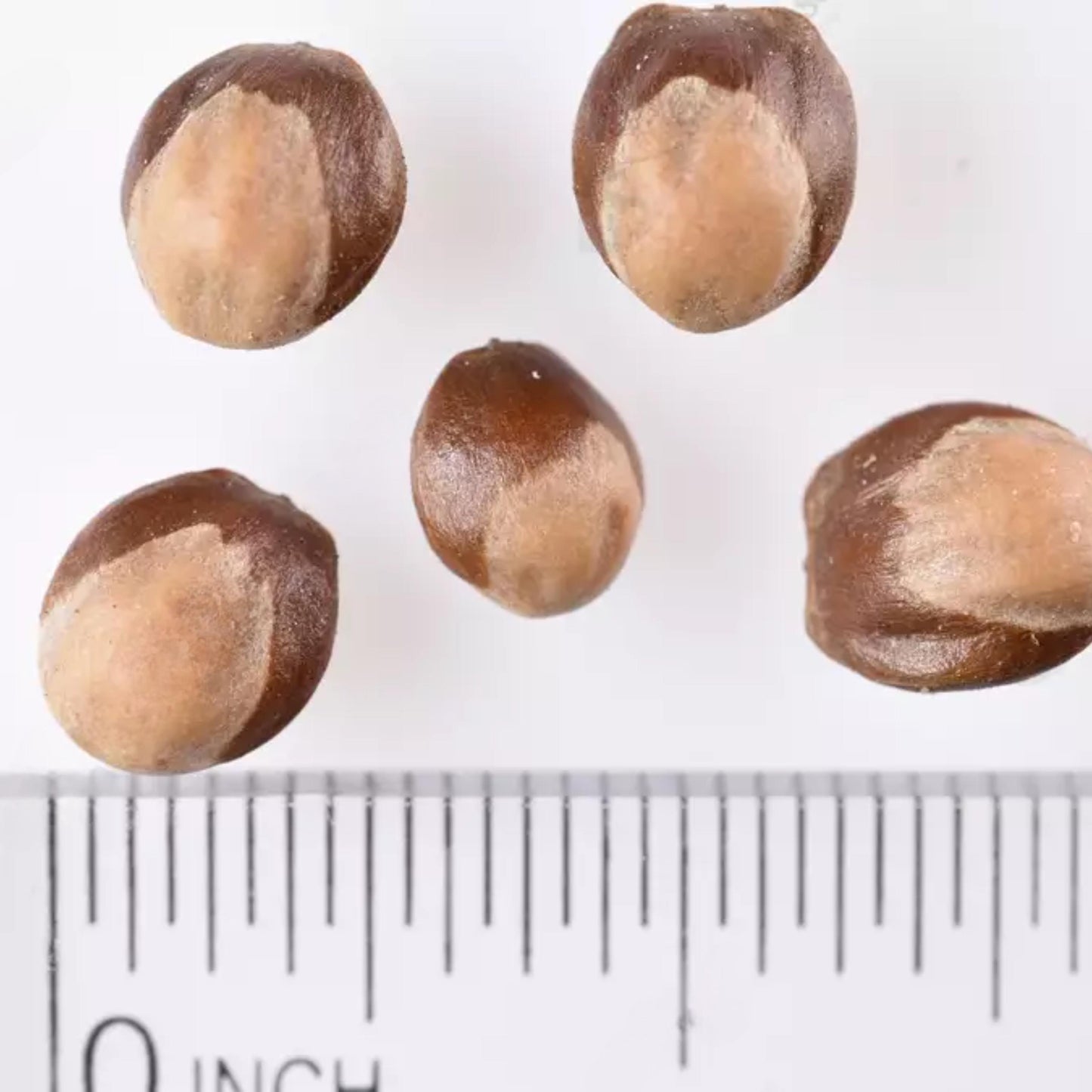 Oneseed Juniper Tree Seeds-(Juniperus monosperma)