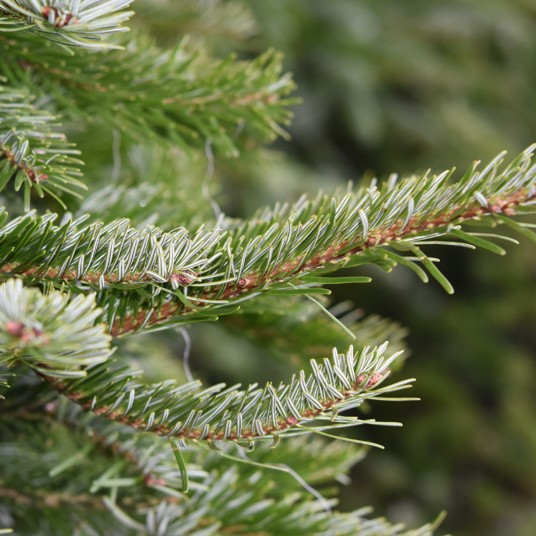 Balsam Fir Tree Seeds – (Abies balsamea)