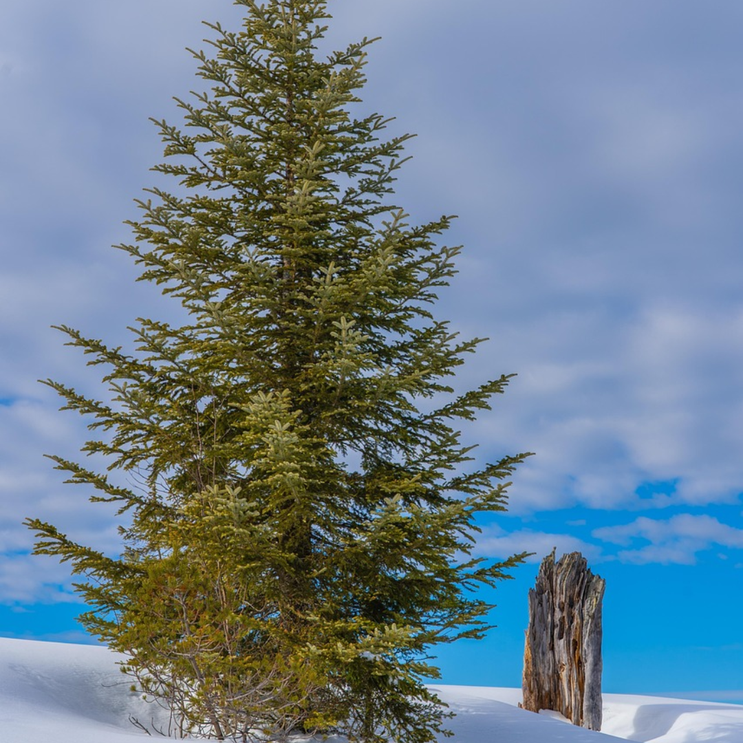 Balsam Fir Tree Seeds – (Abies balsamea)