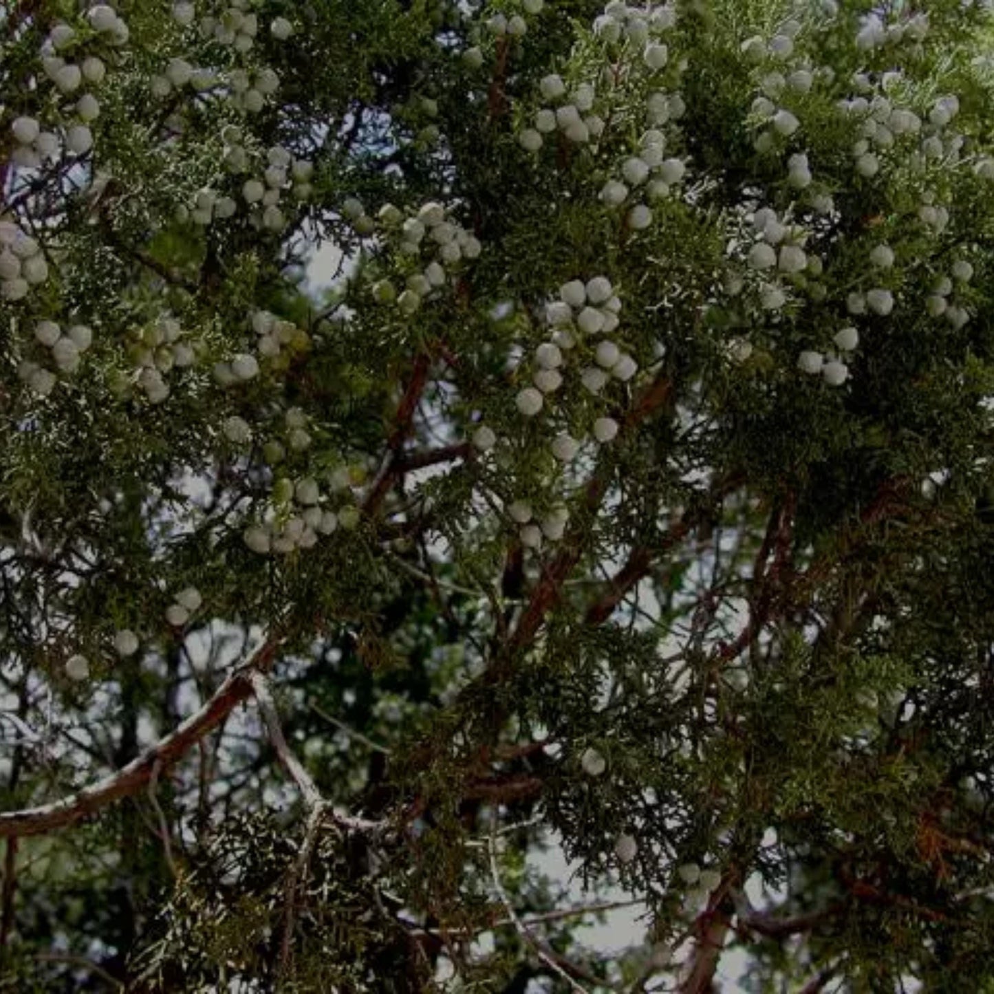 Oneseed Juniper Tree Seeds-(Juniperus monosperma)