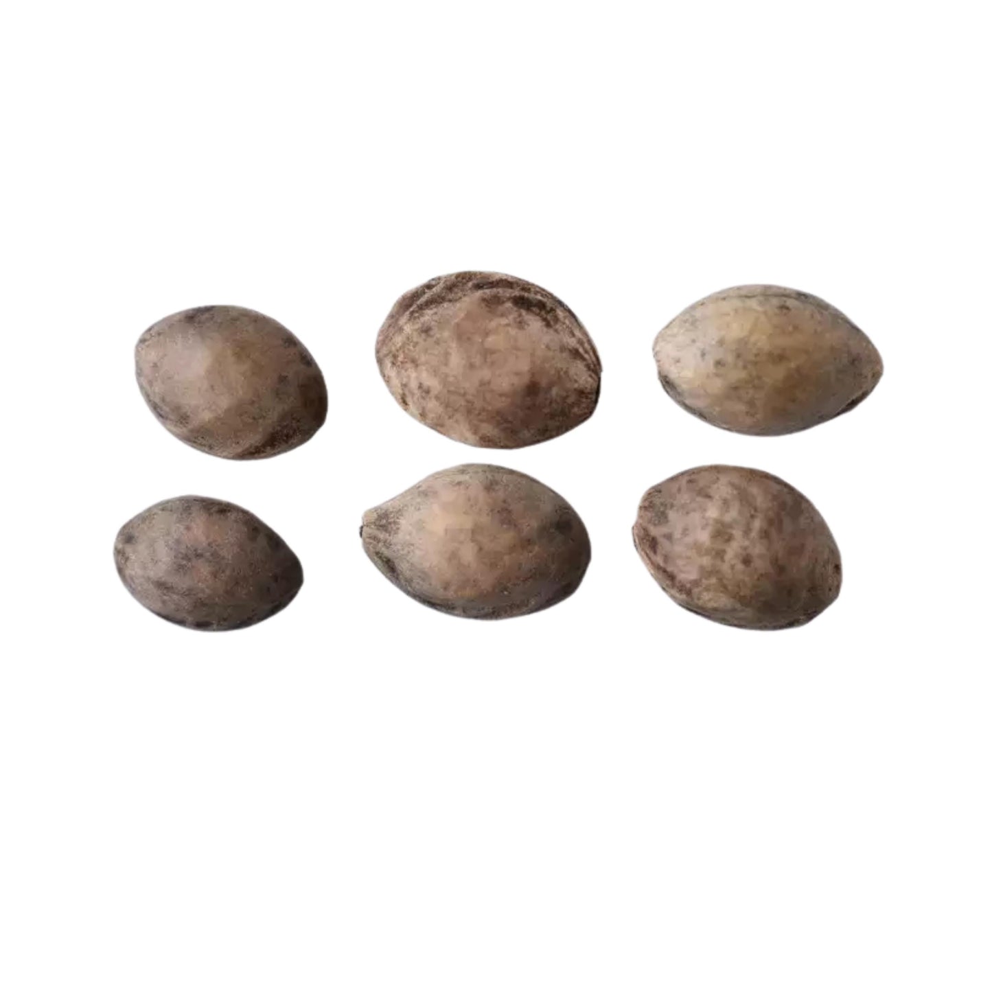 Weeping Higan Cherry Tree Seeds (Prunus subhirtella var. pendula)