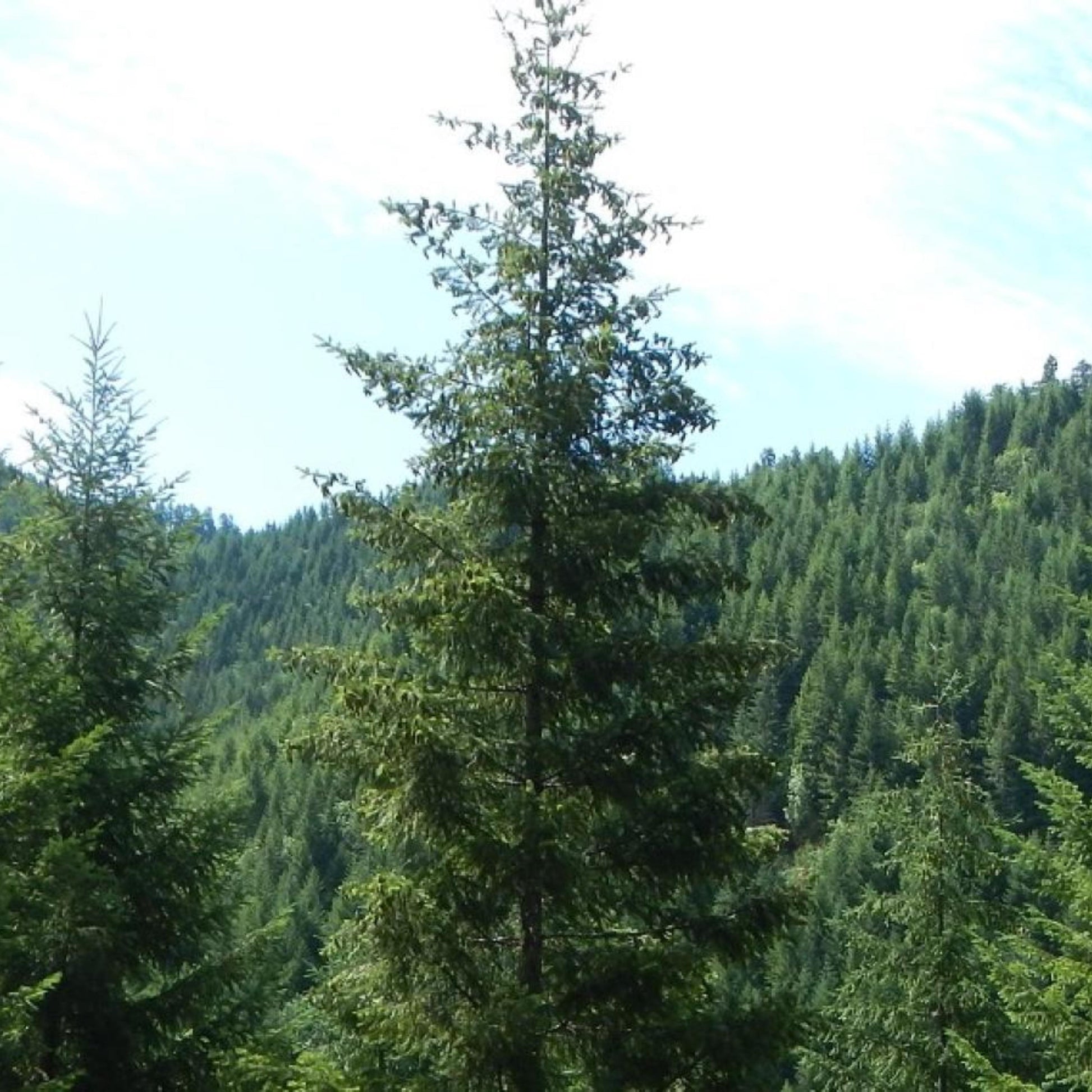 Tall pine tree in a forest with a clear sky background