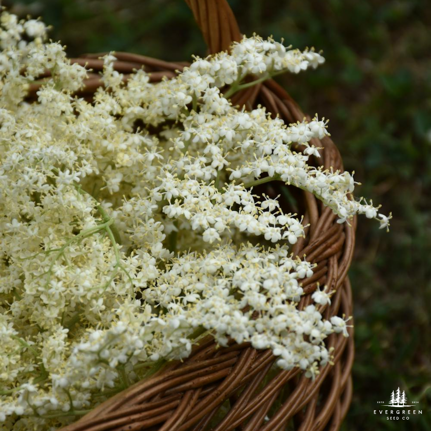 Blue Elderberry Seeds (Sambucus cerulea)