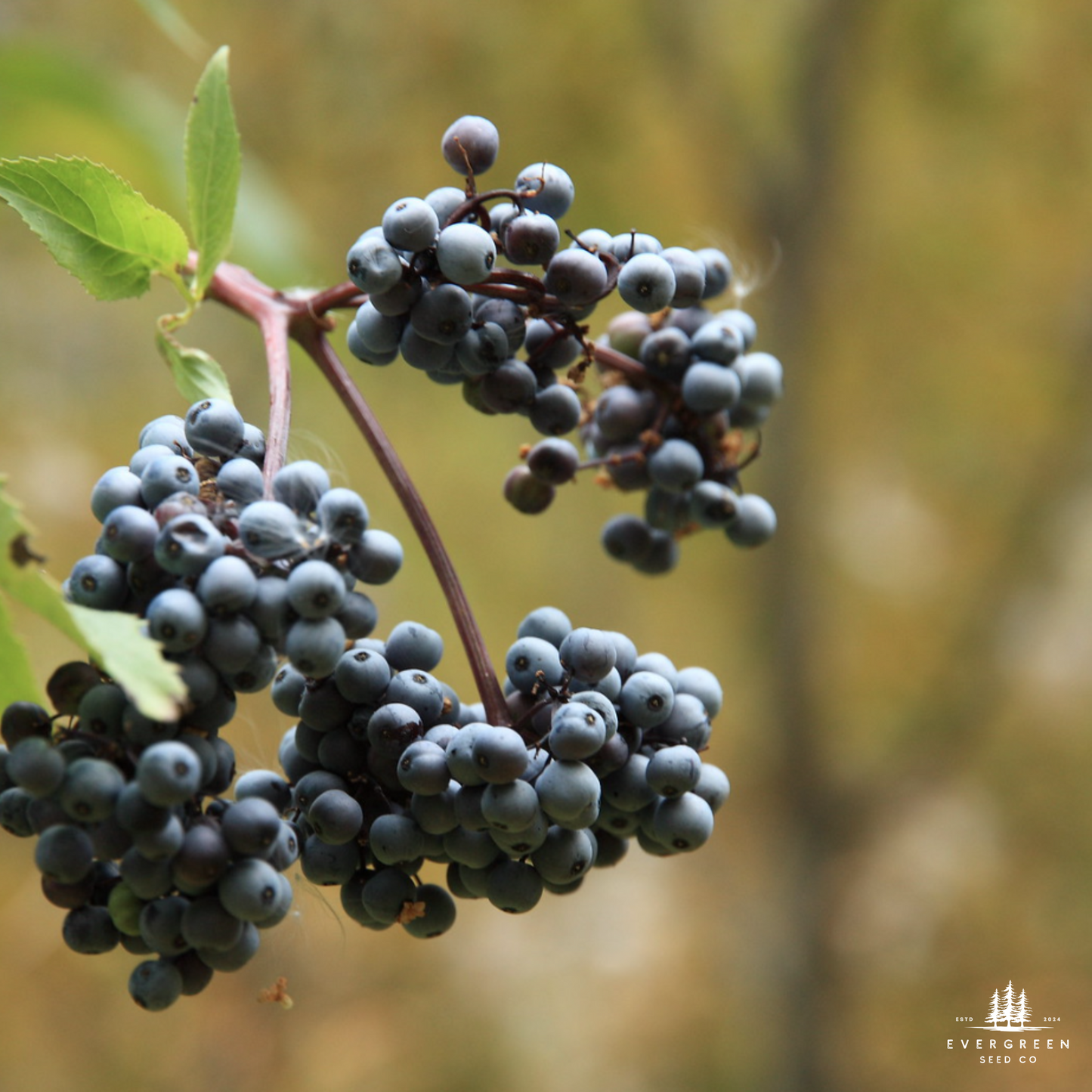 Blue Elderberry Seeds (Sambucus cerulea)