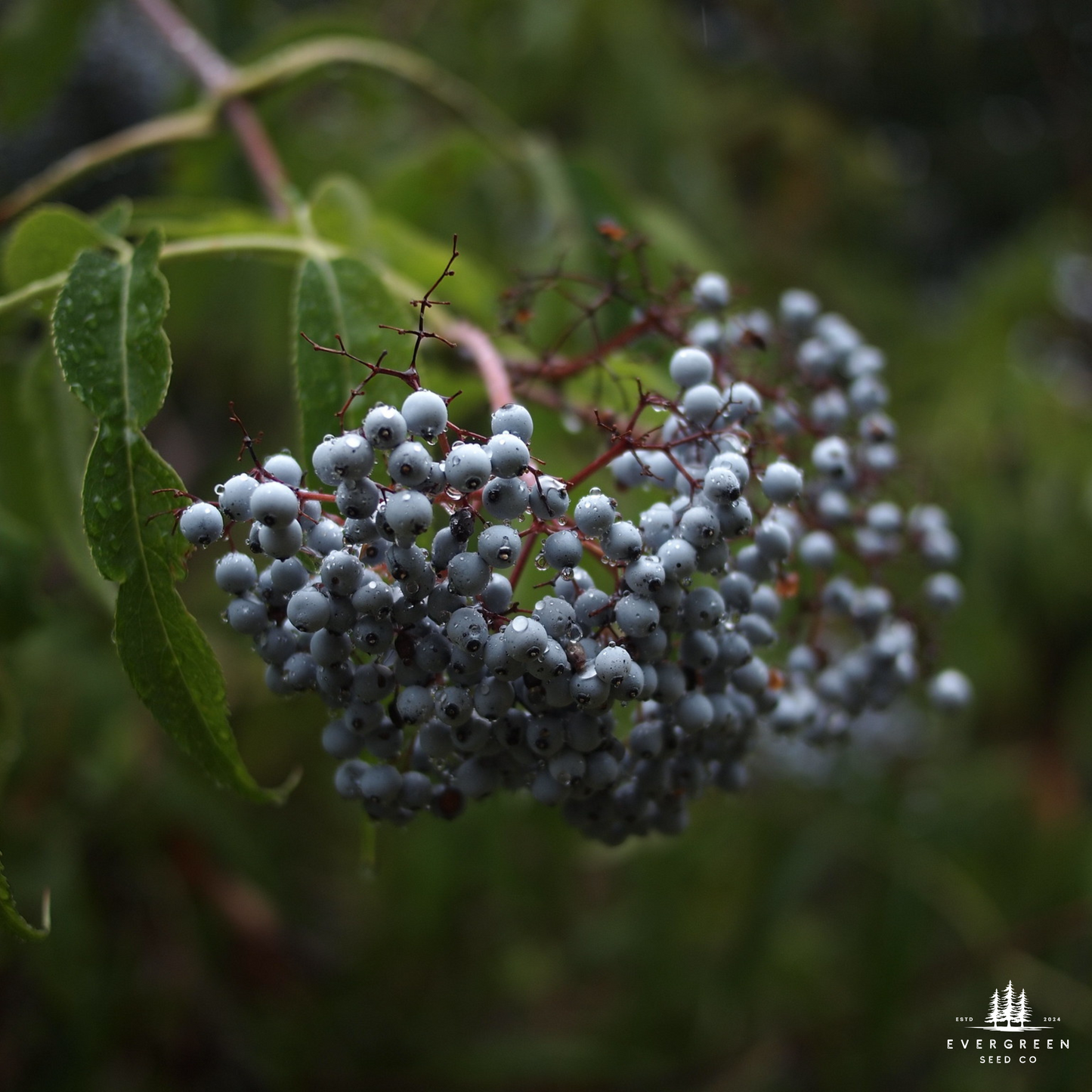 Blue Elderberry Seeds (Sambucus cerulea)
