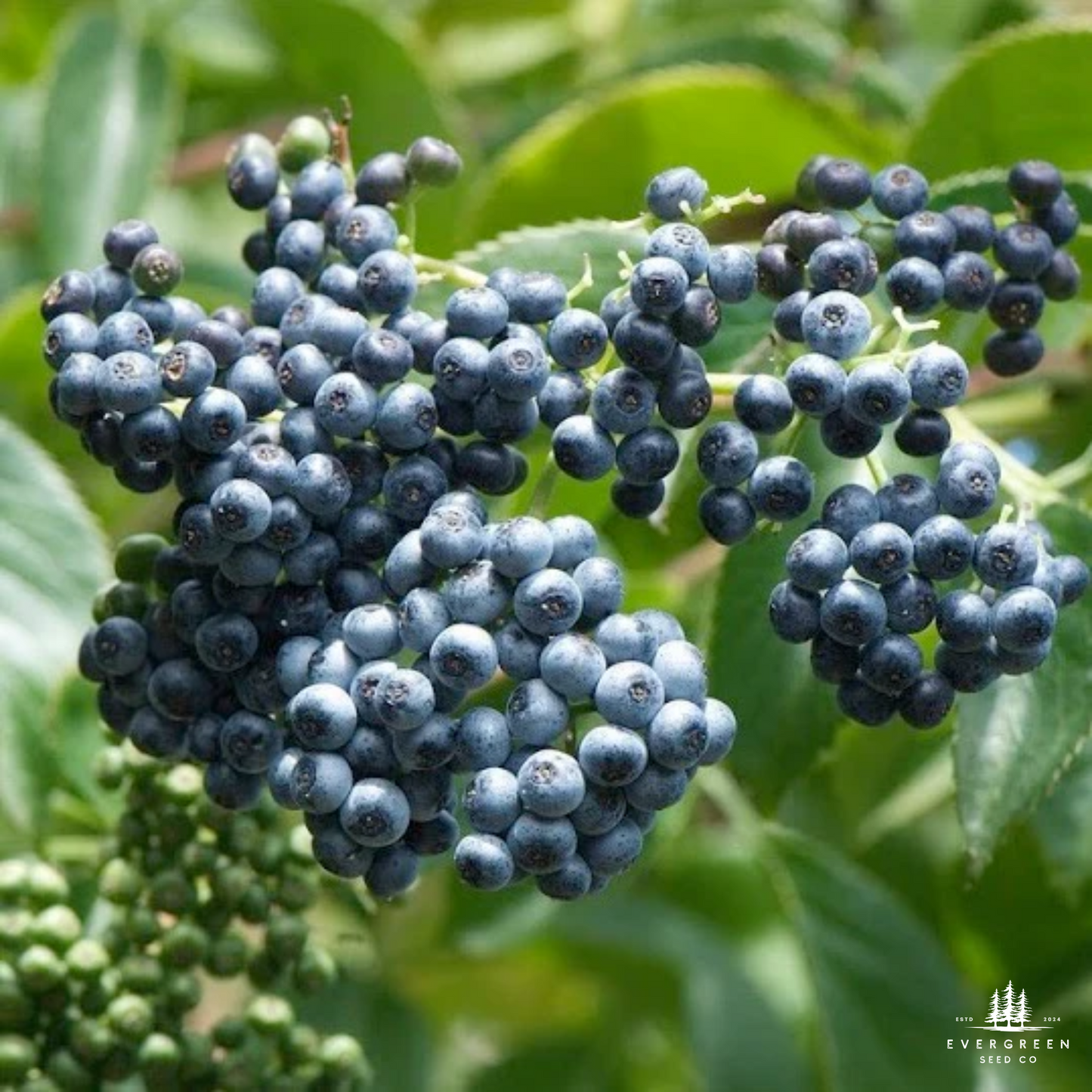 Blue Elderberry Seeds (Sambucus cerulea)