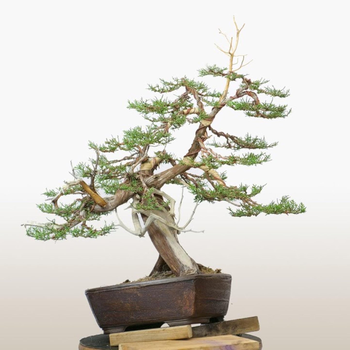 Oneseed Juniper Tree Seeds-(Juniperus monosperma)