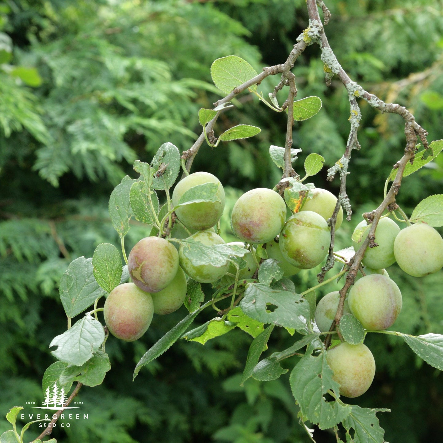 American Plum Tree Seeds – (Prunus americana)