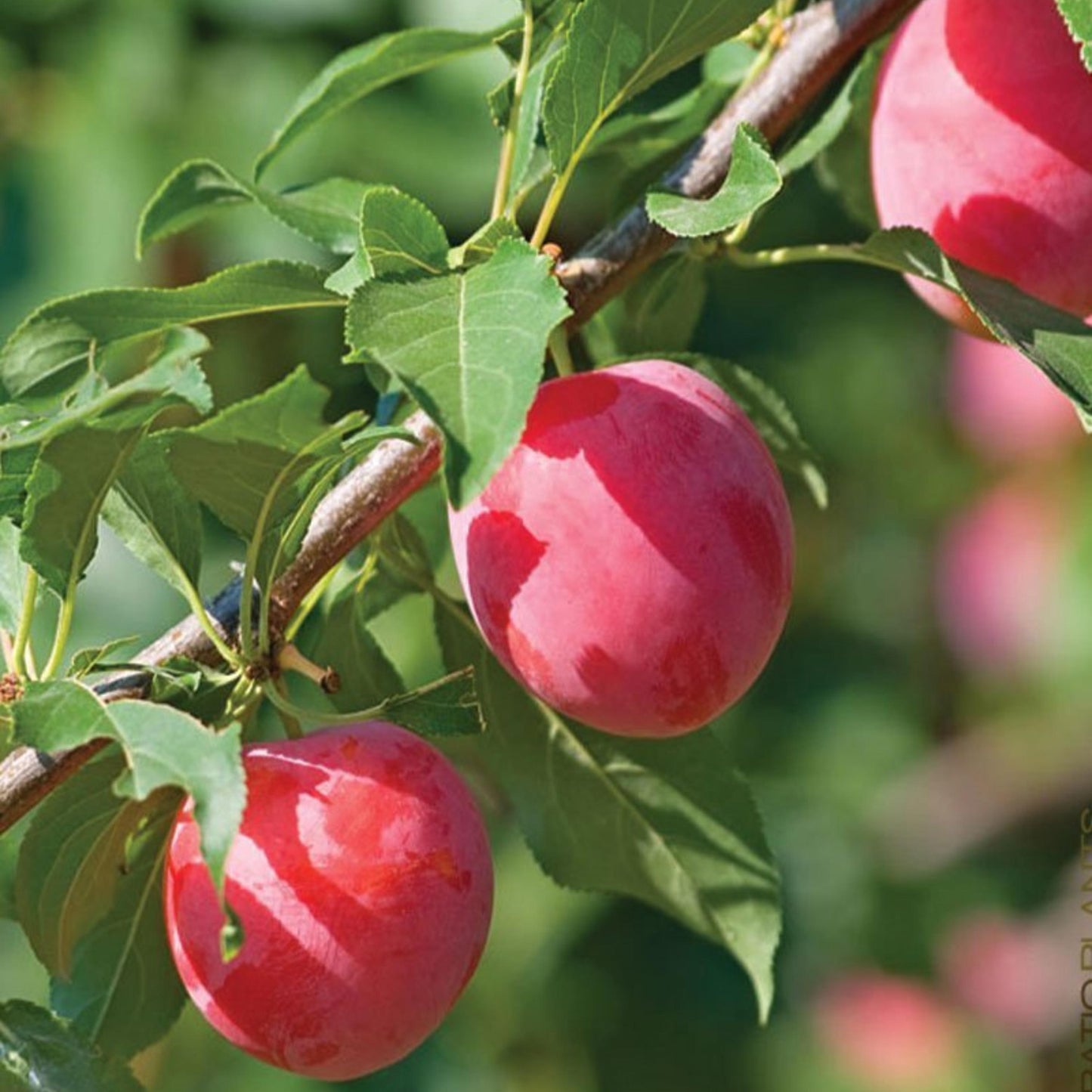 American Plum Tree Seeds – (Prunus americana)