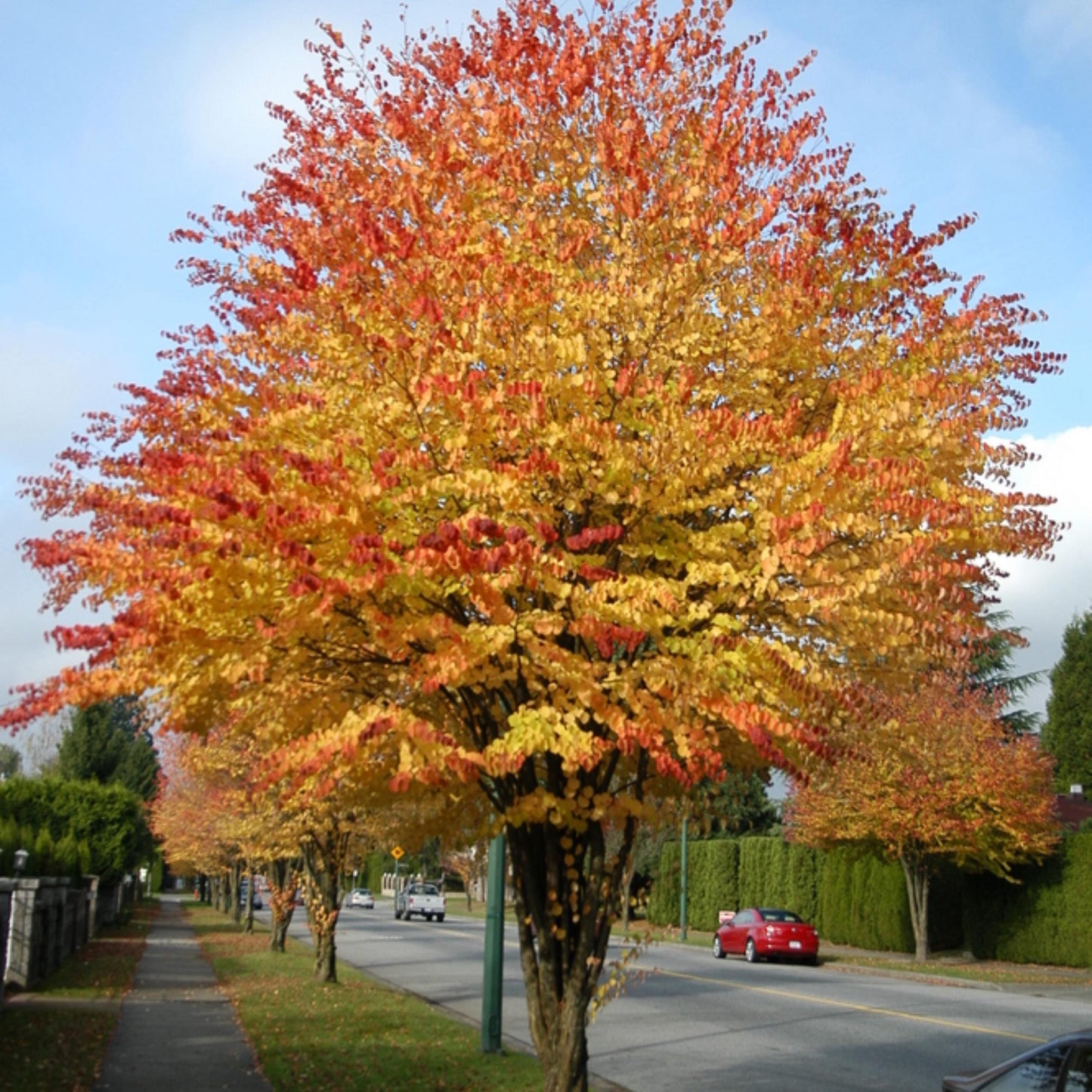 Katsura Tree Seeds-(Cercidiphyllum japonicum)