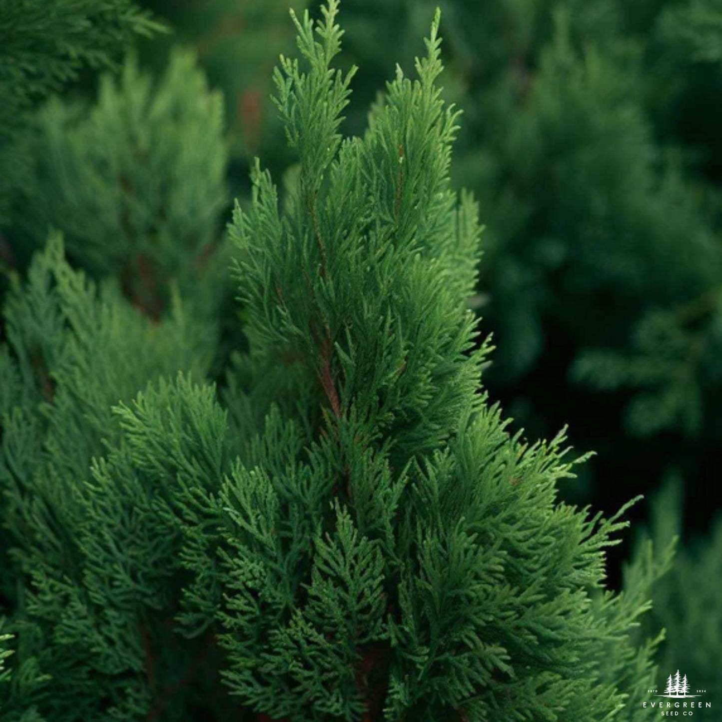 Eastern Red Cedar Tree Seeds-(Juniperus Virginiana)