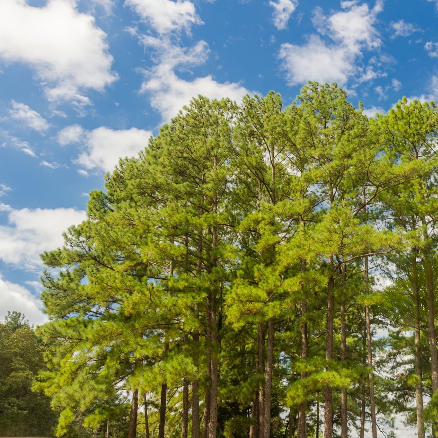 Improved Loblolly Pine Tree Seeds | Oldfield Pine | (Pinus taeda)