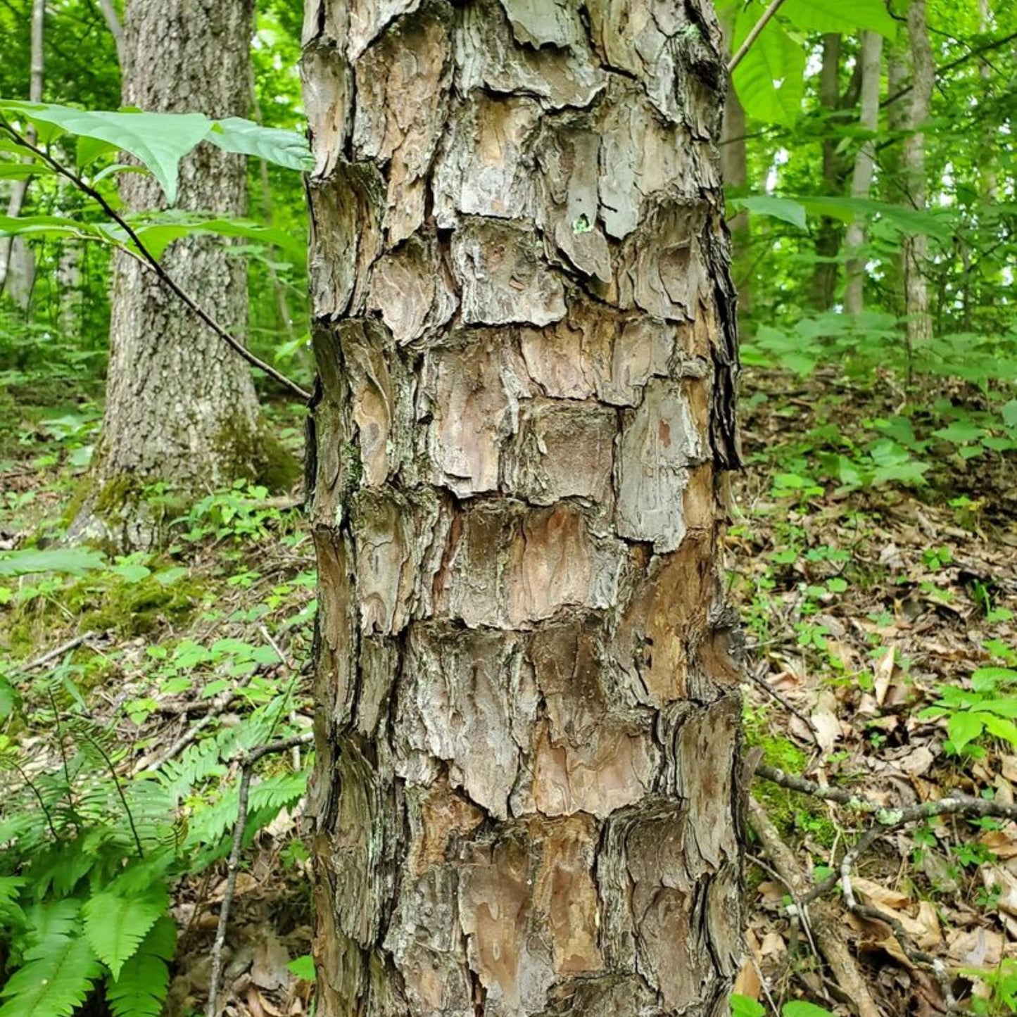 Close-up of a tree trunk in a forest