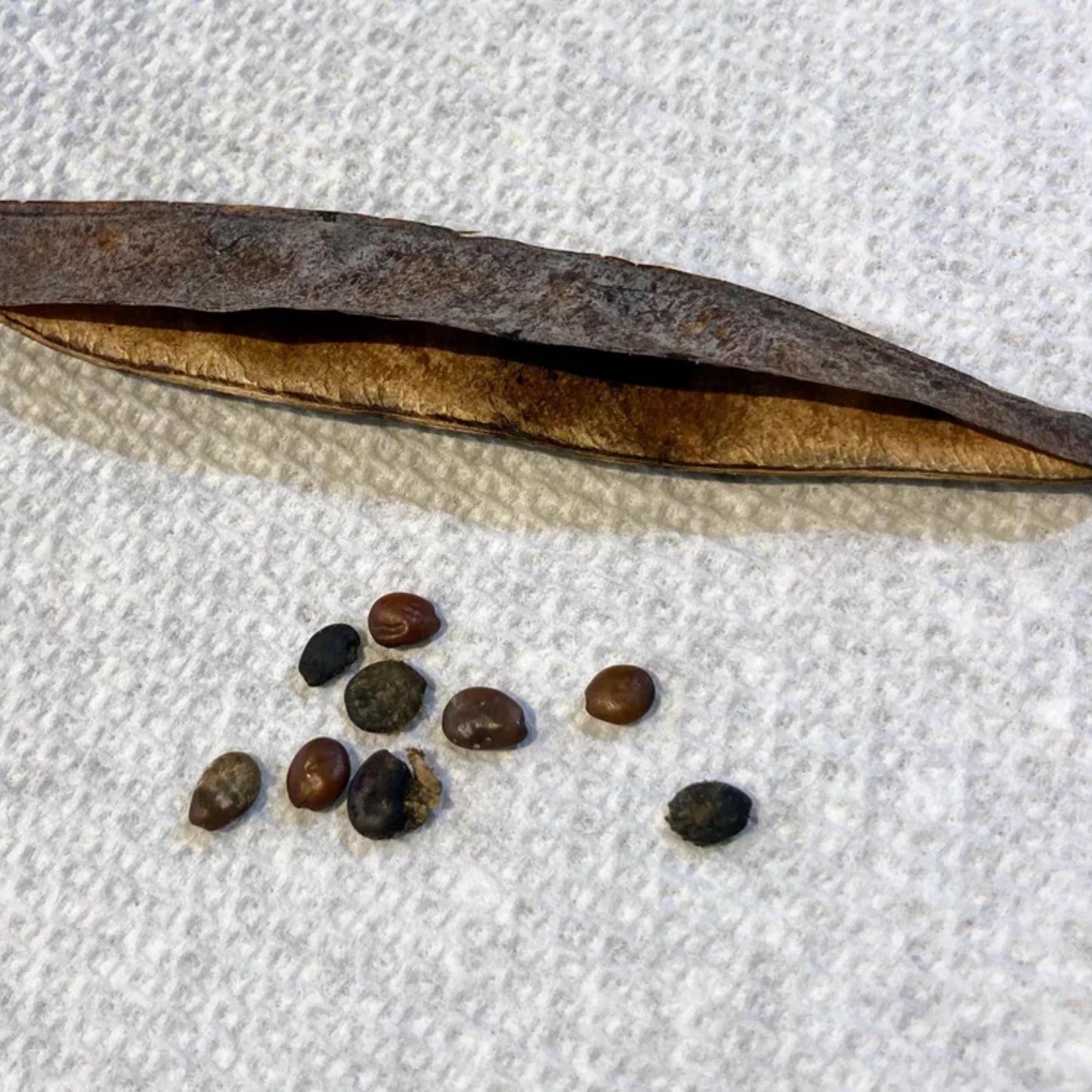 Eastern Redbud Tree Seeds-(Cercis canadensis)
