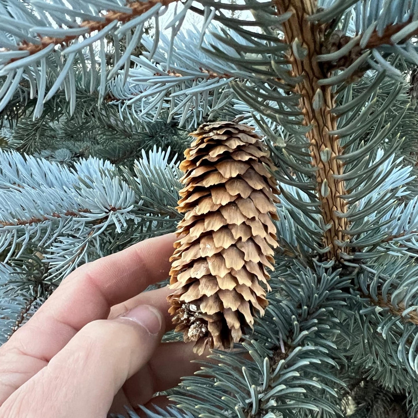 Colorado Blue Spruce-(Picea Pungens)