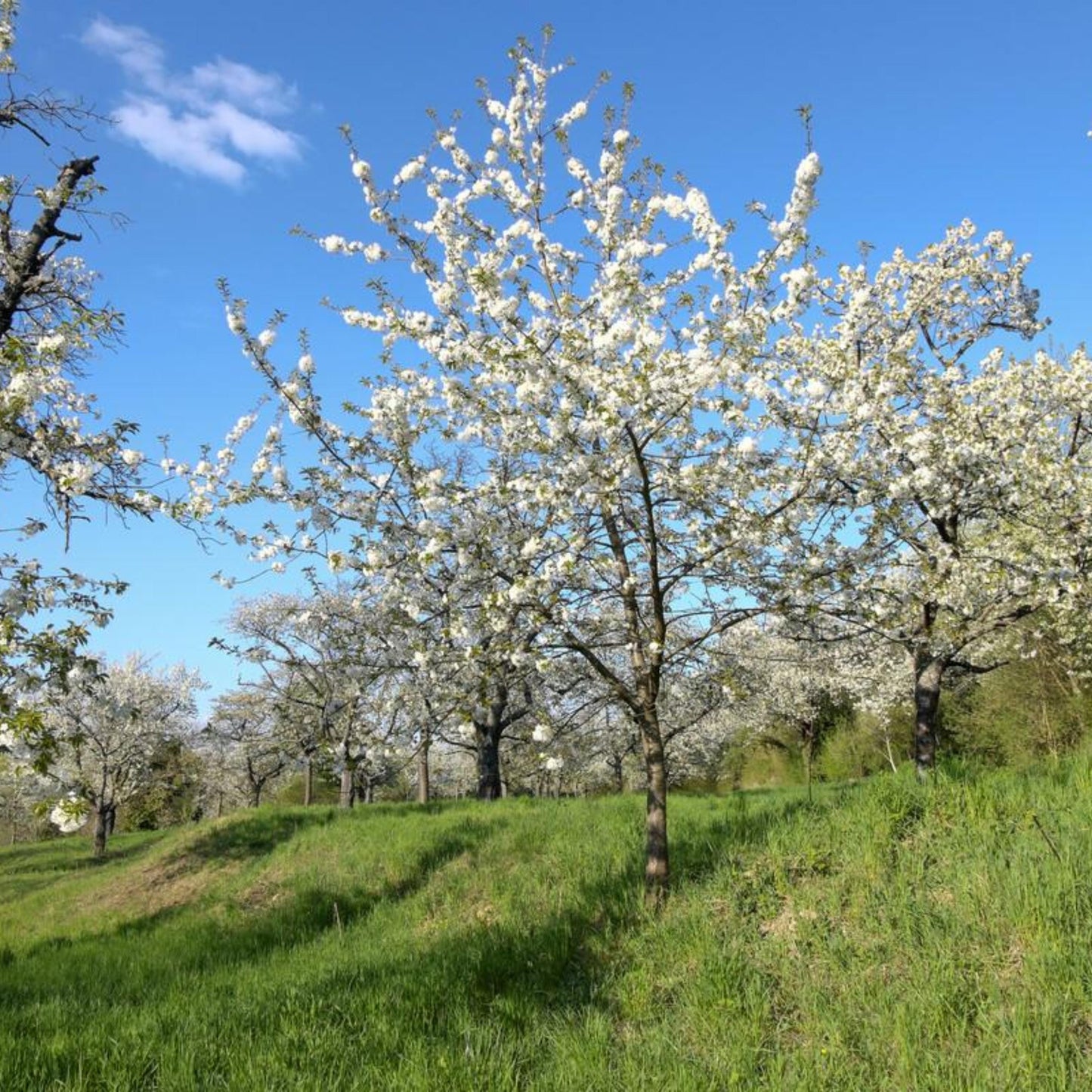 Black Cherry Tree Seeds – (Prunus serotina)