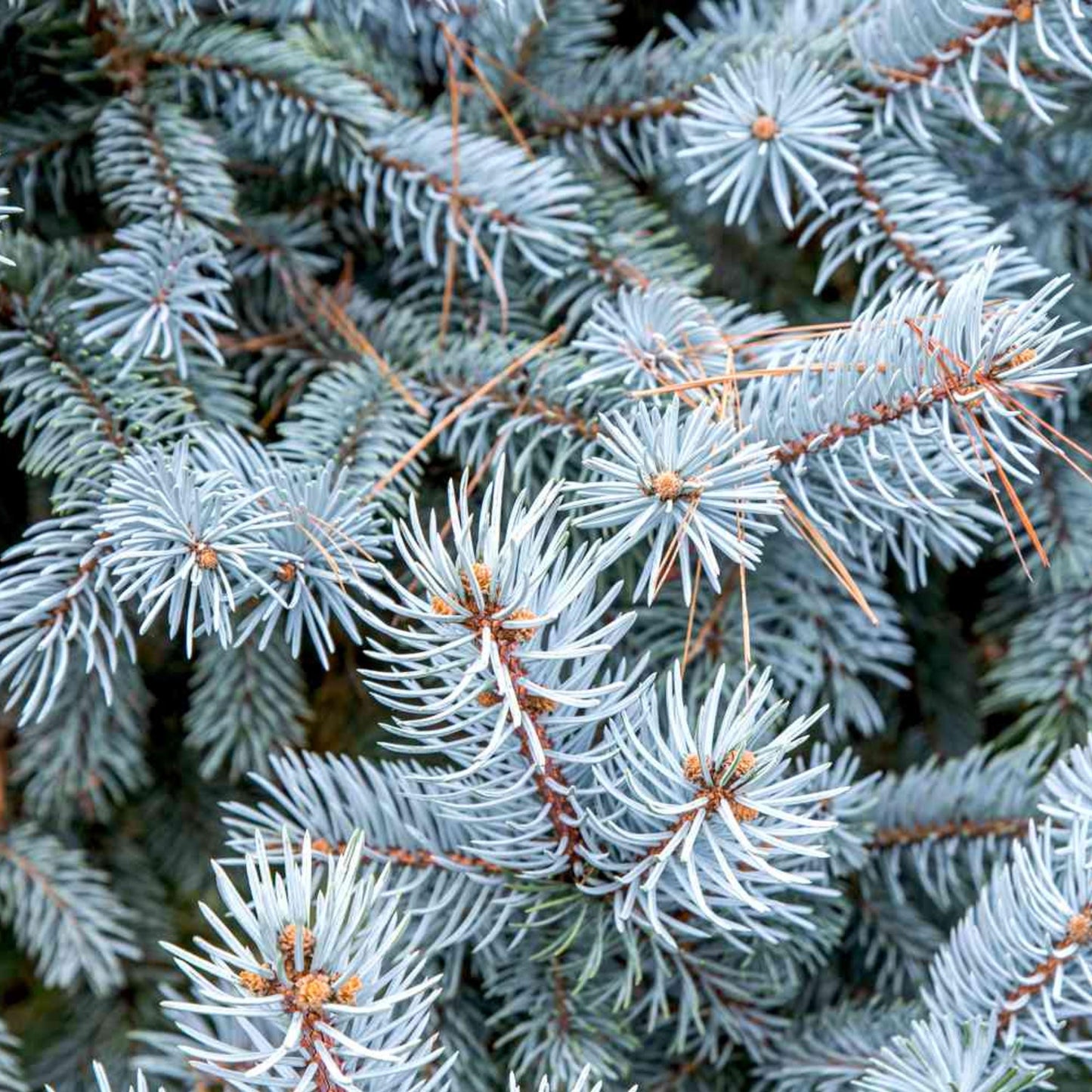 Colorado Blue Spruce-(Picea Pungens)