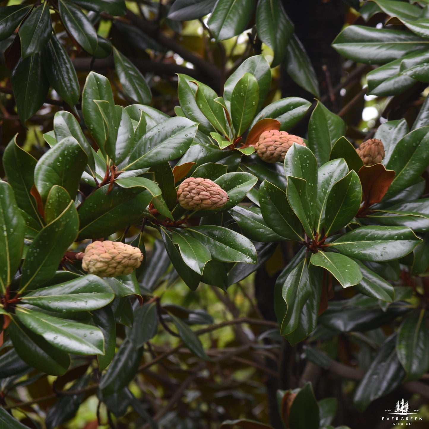 Southern Sweetbay Magnolia Seeds (Magnolia virginiana)
