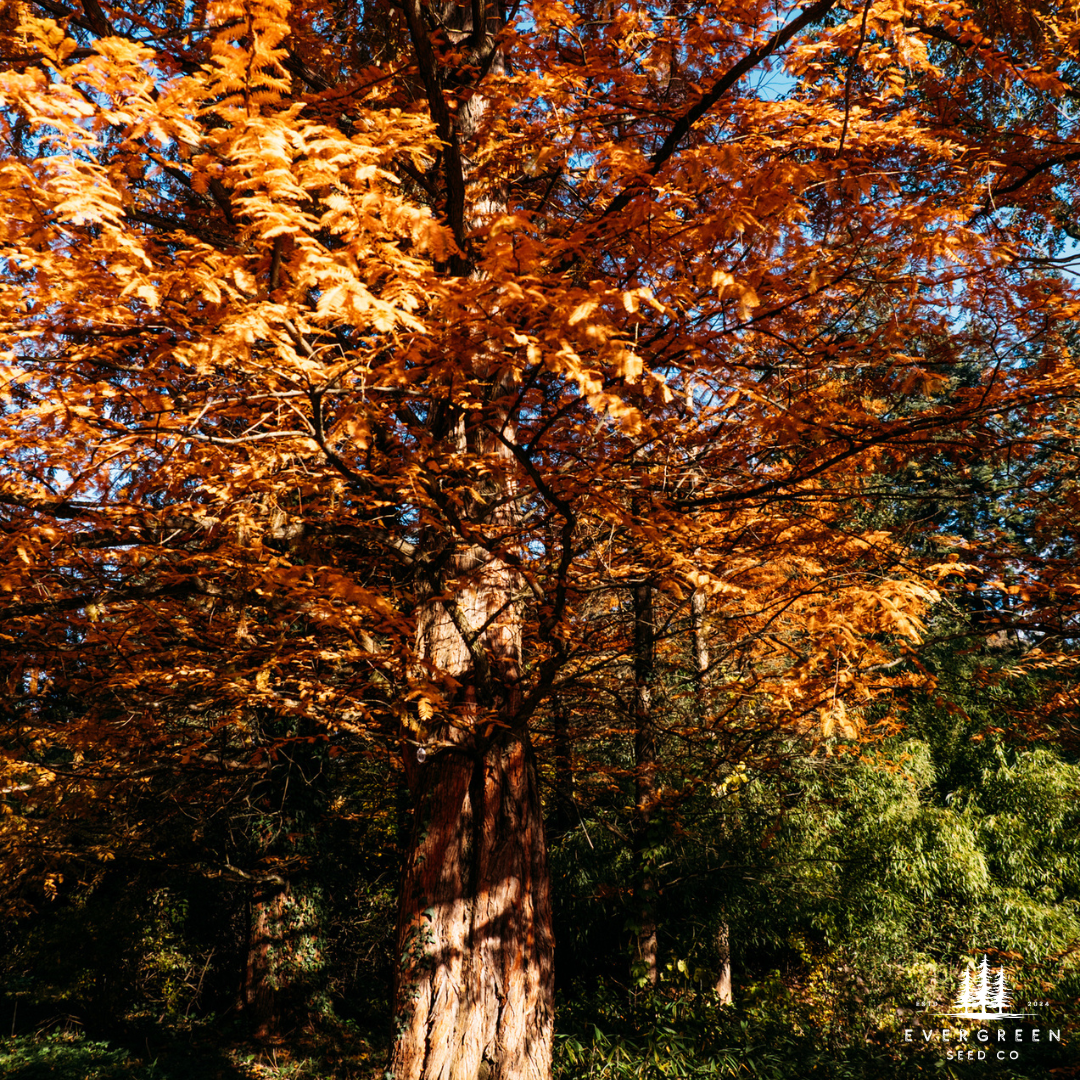Dawn Redwood Tree Seeds-(Metasequoia glyptostroboides)