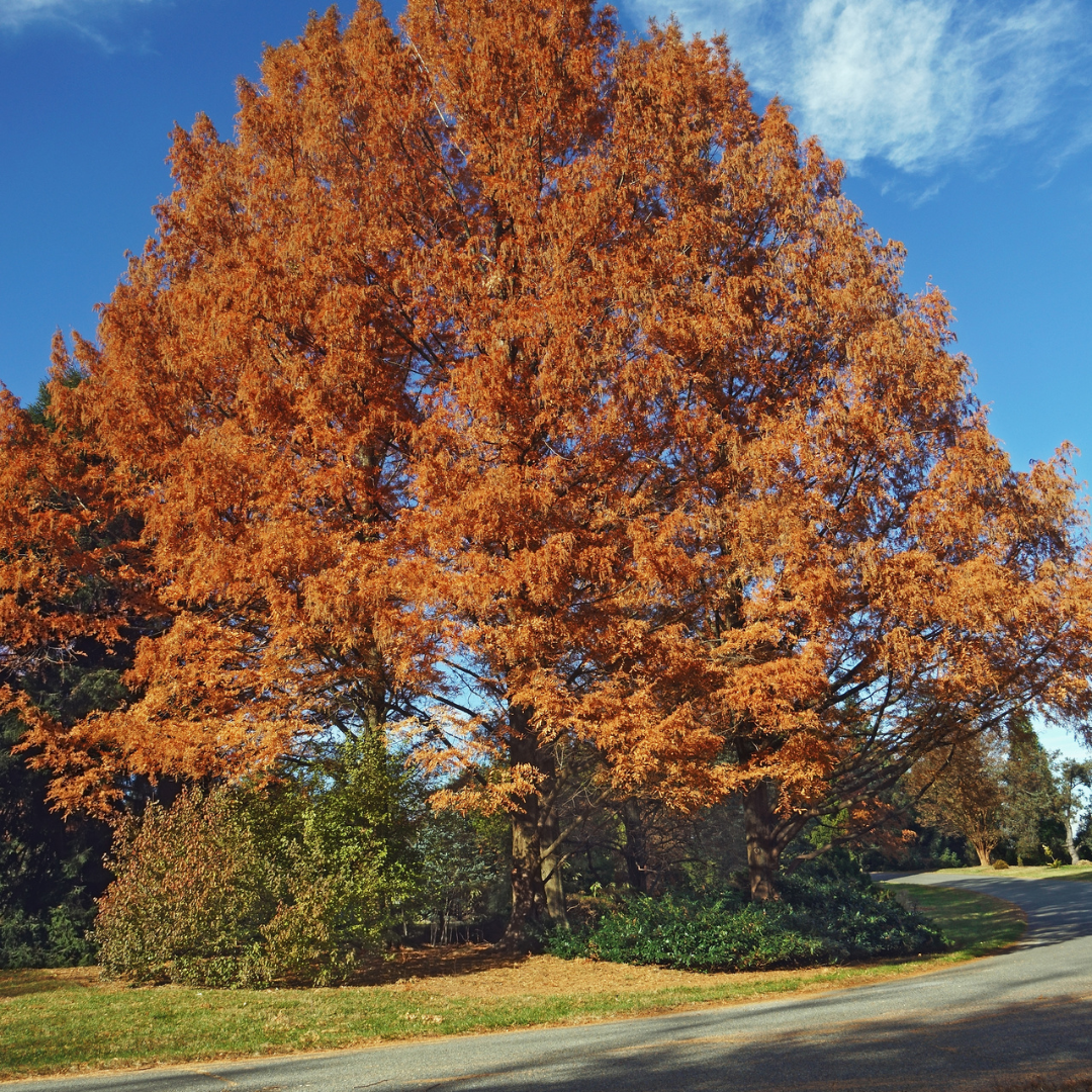 Dawn Redwood Tree Seeds | Water Fir | (Metasequoia glyptostroboides)