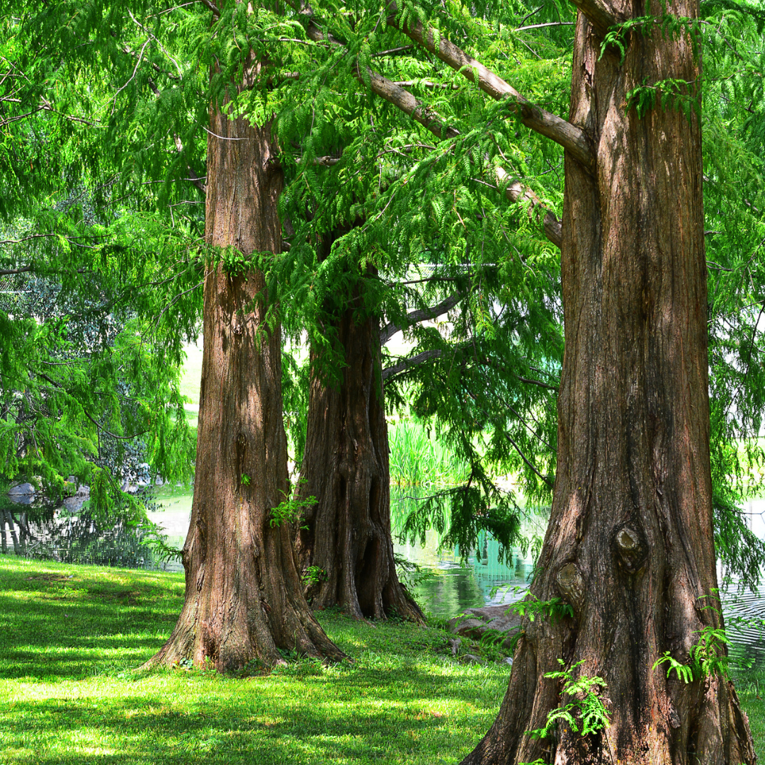 Bald Cypress Tree Seeds -(Taxodium distichum)