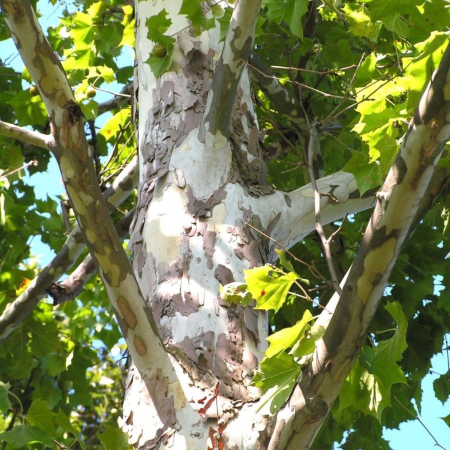 Sycamore Tree Seeds-(Platanus occidentalis)