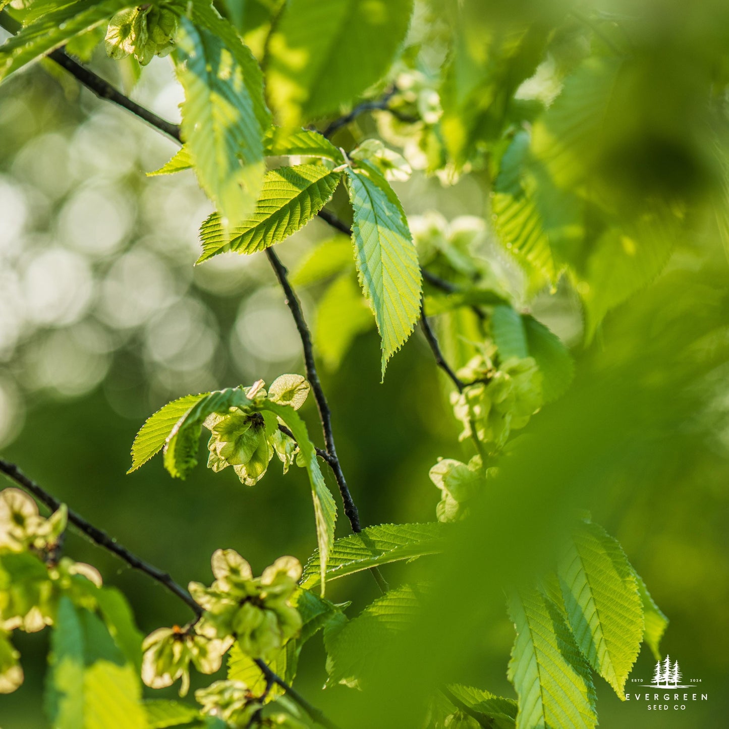 American Elm Tree Seeds (Ulmus americana ‘Princeton’)