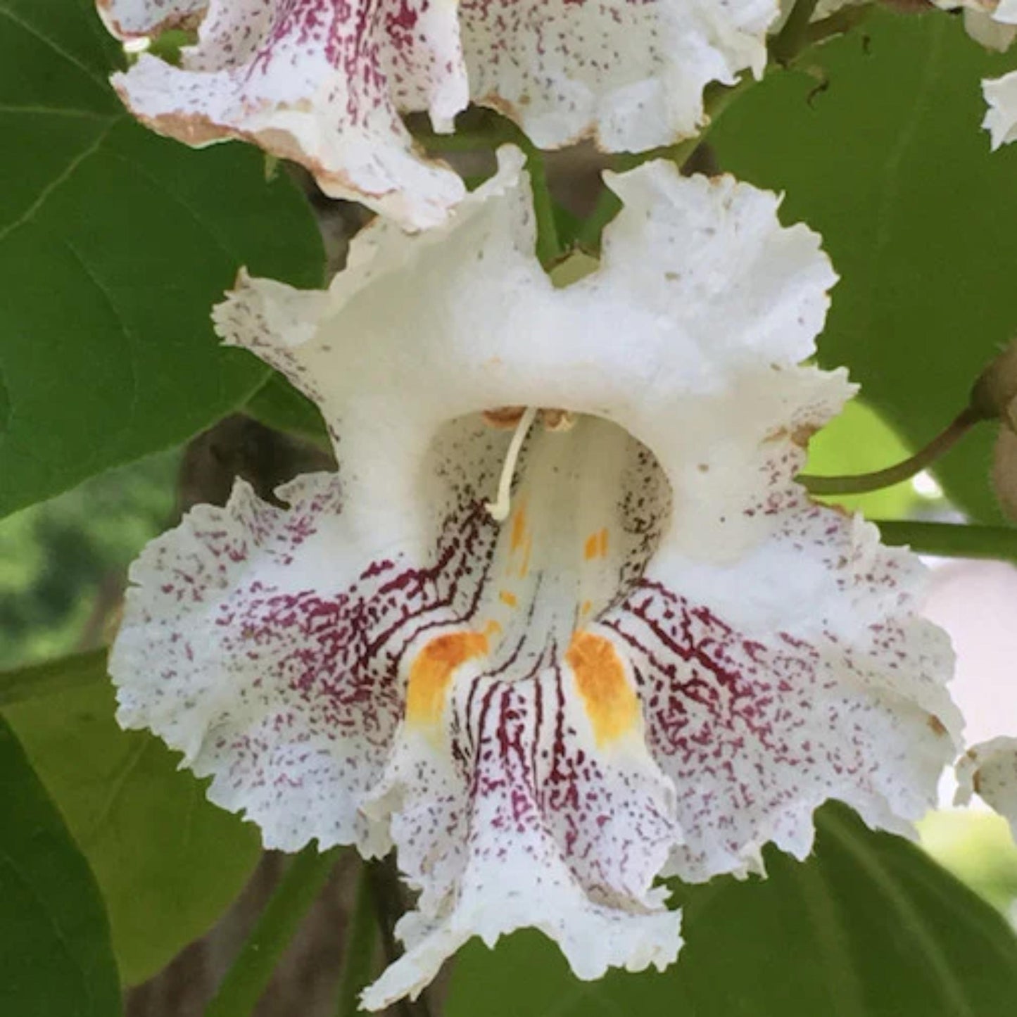 Southern Catalpa Tree Seeds-(Catalpa bignonioides)