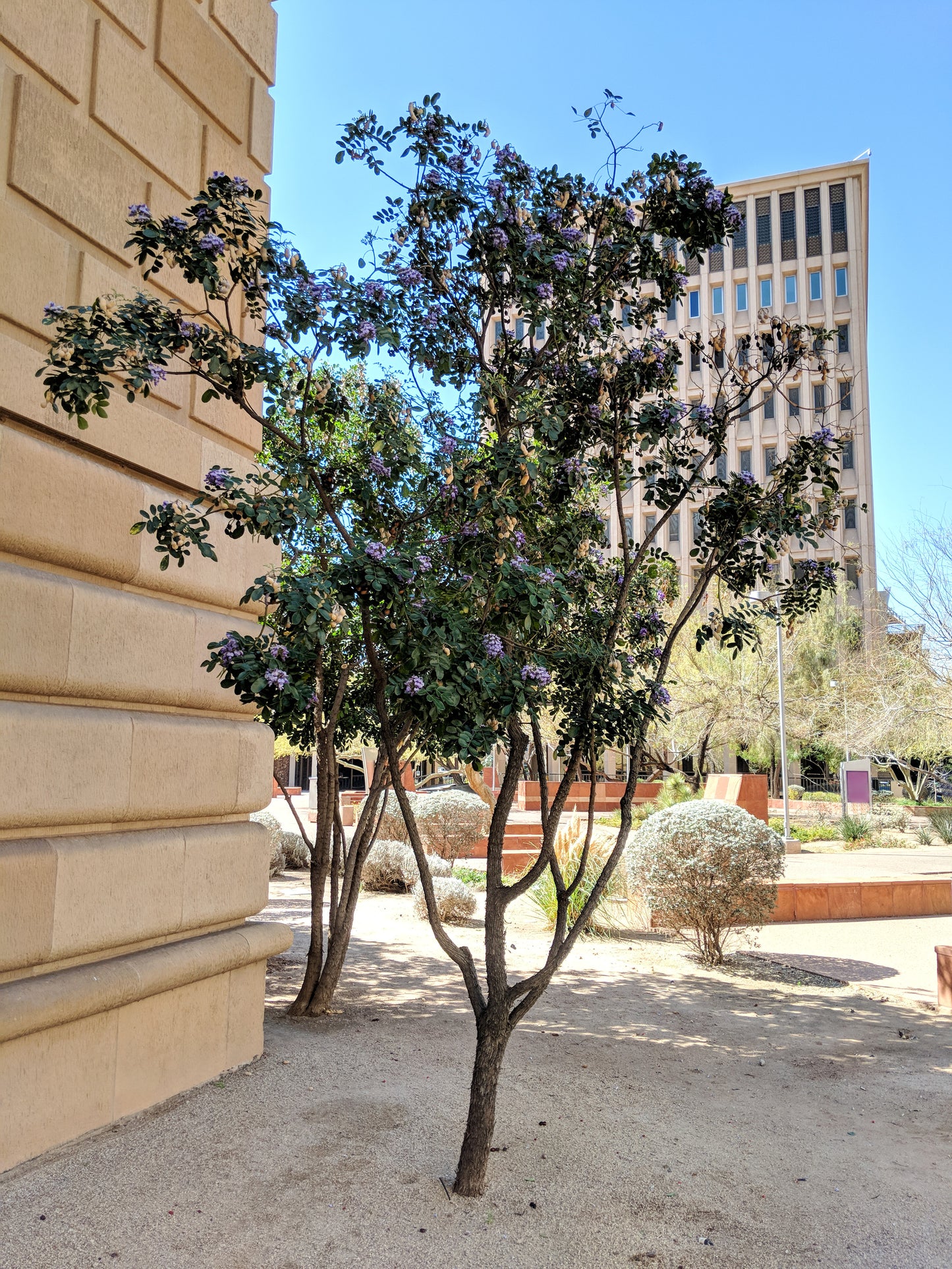 Texas Mountain Laurel Tree Seeds | Mescal Bean | (Sophora secundiflora)