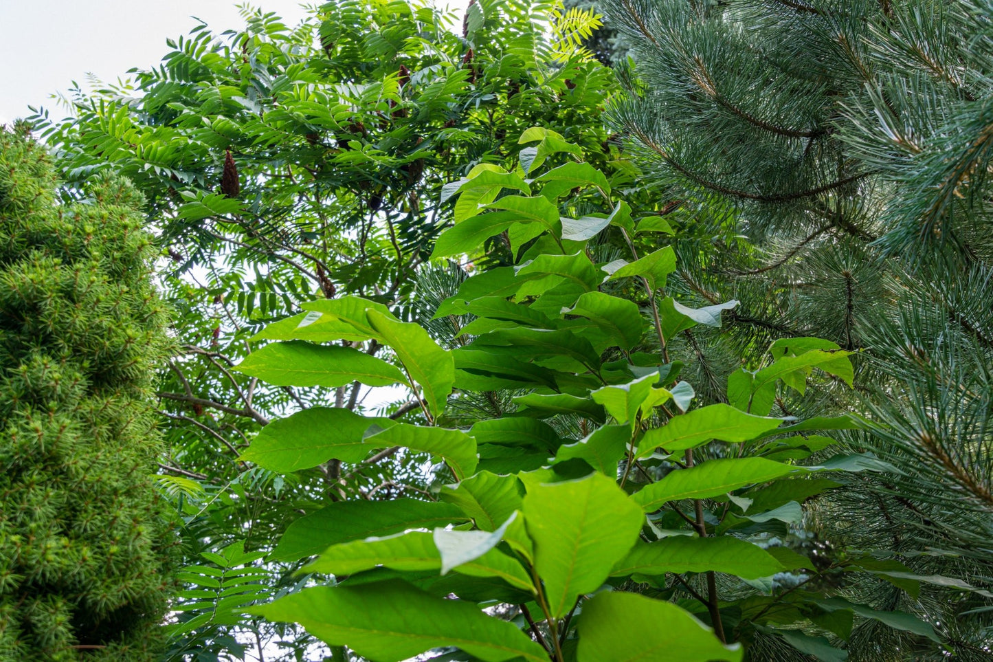 Shenandoah Pawpaw Tree Seeds | (Asimina triloba ‘Shenandoah’)