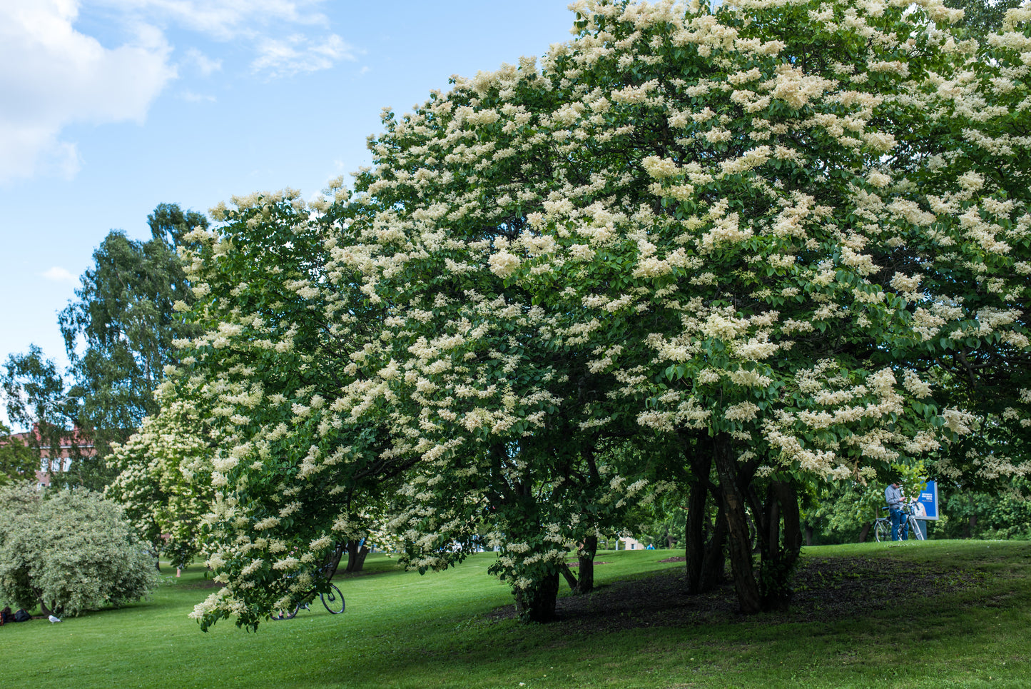 Peking Tree Lilac Seeds | Pekin Lilac | (Syringa reticulata subsp. pekinensis)