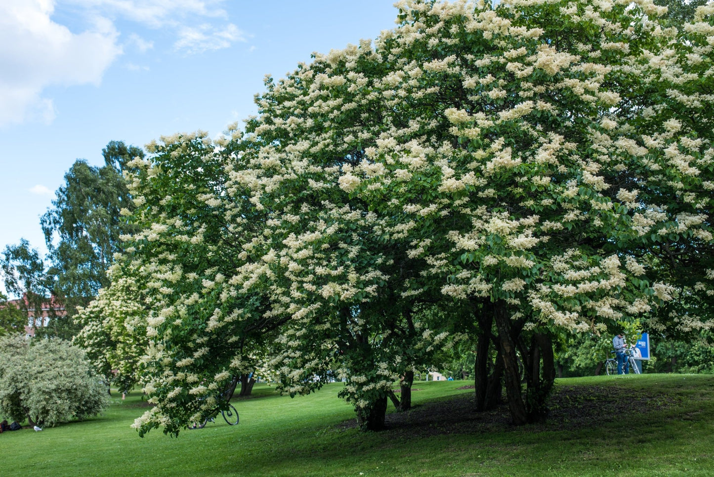 Peking Lilac canopy covered in white flowers against blue sky
