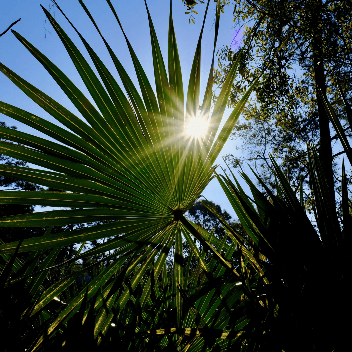 Dwarf Palmetto Tree Seeds | (Sabal minor)