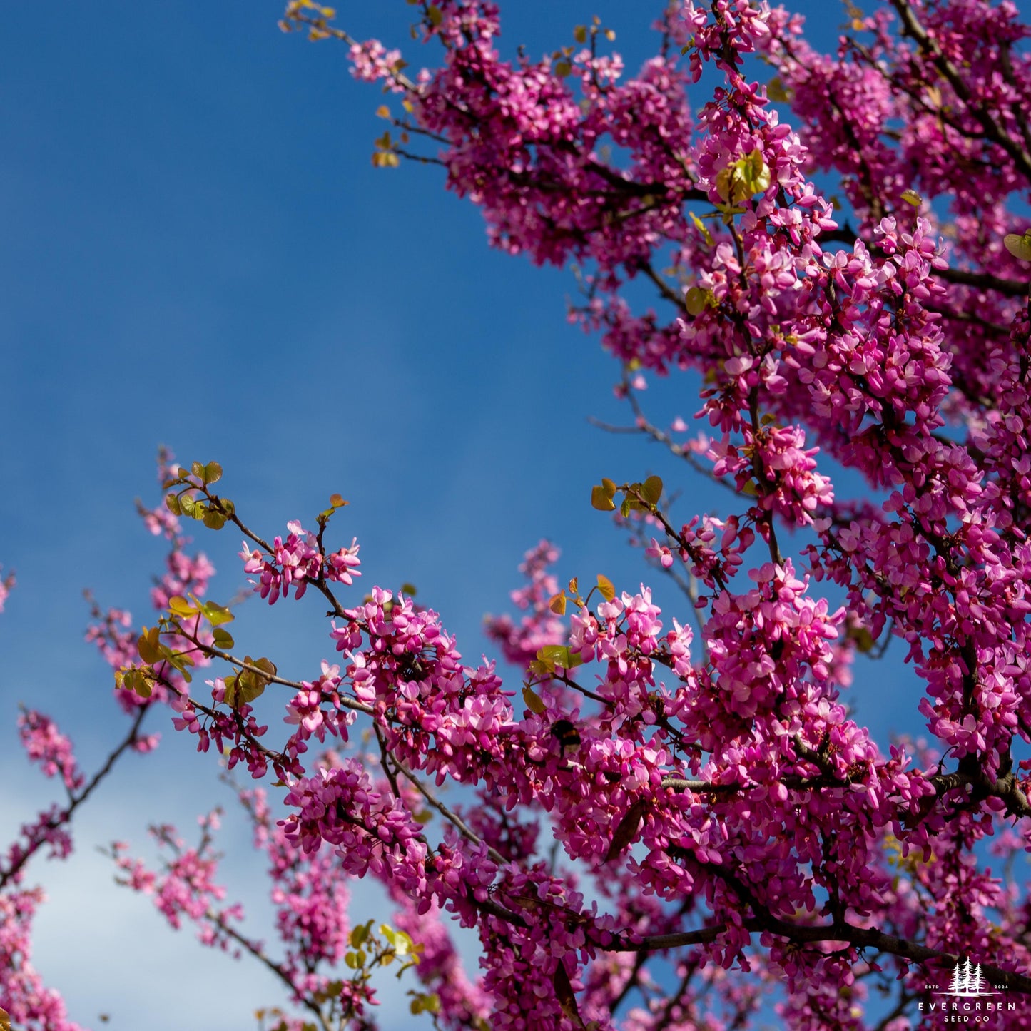Judas Tree Seeds (Cercis siliquastrum)