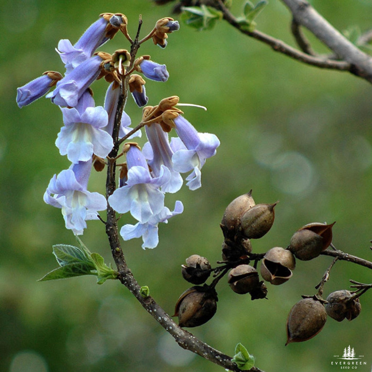 Empress Tree Seeds (Paulownia elongata)