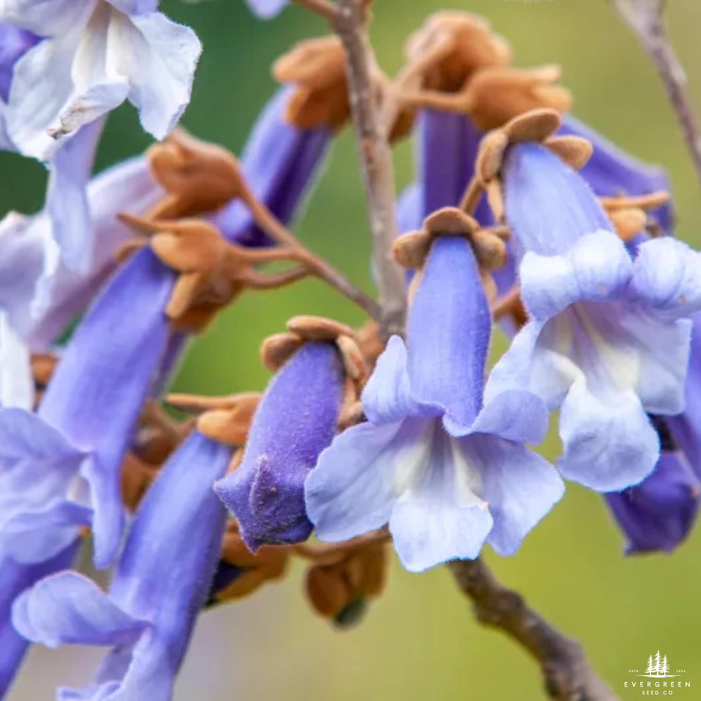 Empress Tree Seeds (Paulownia elongata)