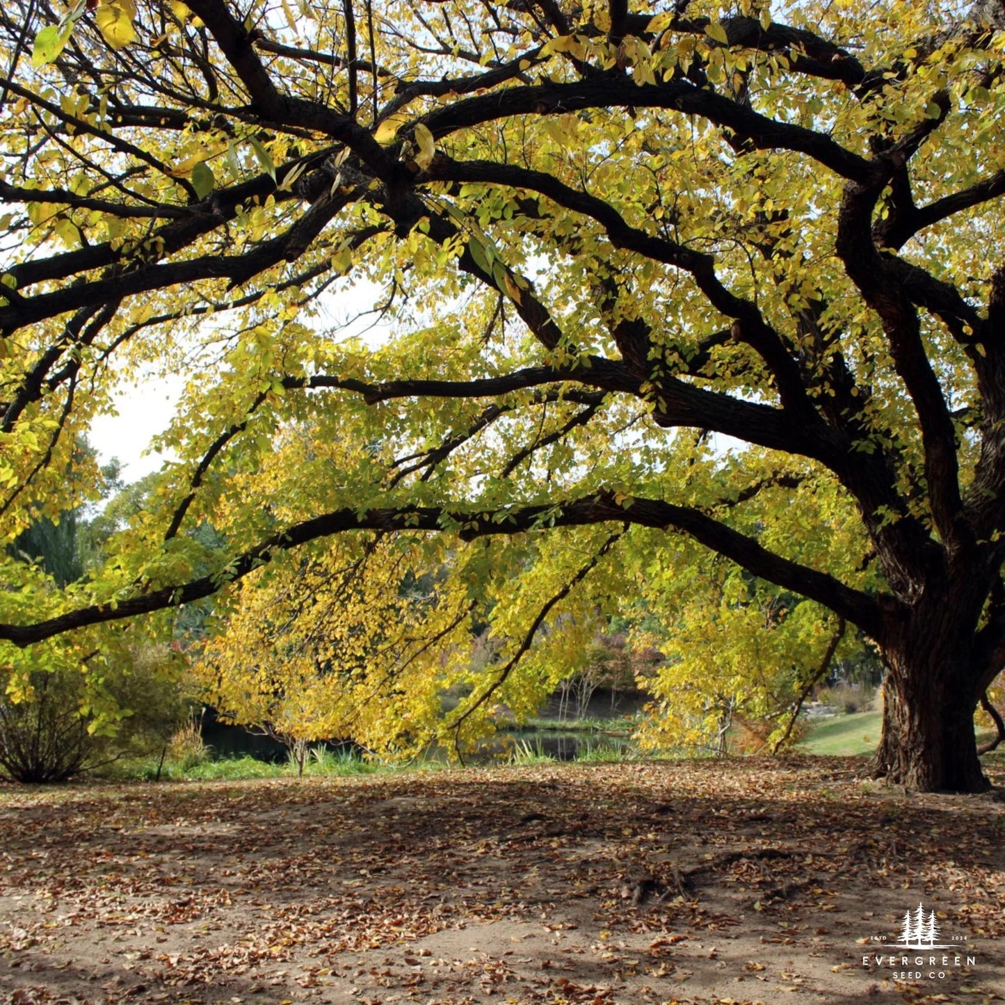 American Elm Tree Seeds (Ulmus americana ‘Princeton’)
