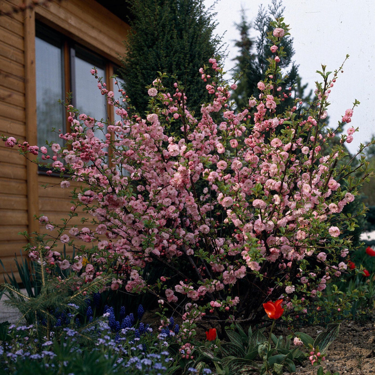 Flowering Almond Tree Seeds-(Prunus triloba)