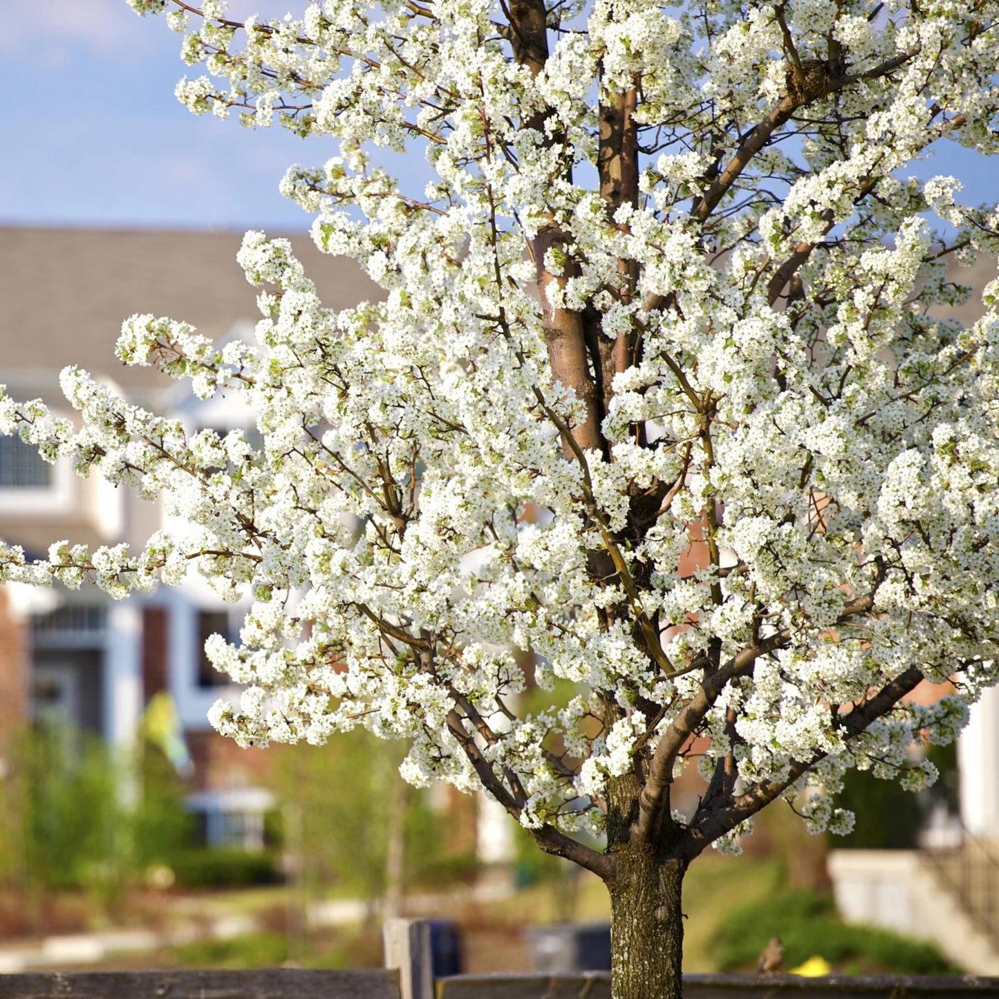 American Plum Tree Seeds – (Prunus americana)
