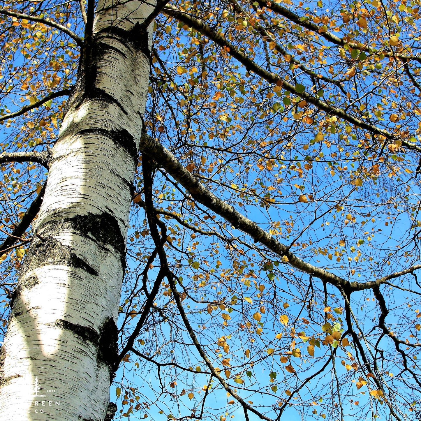 White Paper Birch Tree Seeds– (Betula papyrifera)
