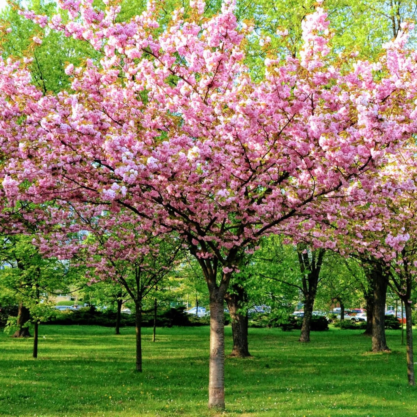 Flowering Almond Tree Seeds-(Prunus triloba)
