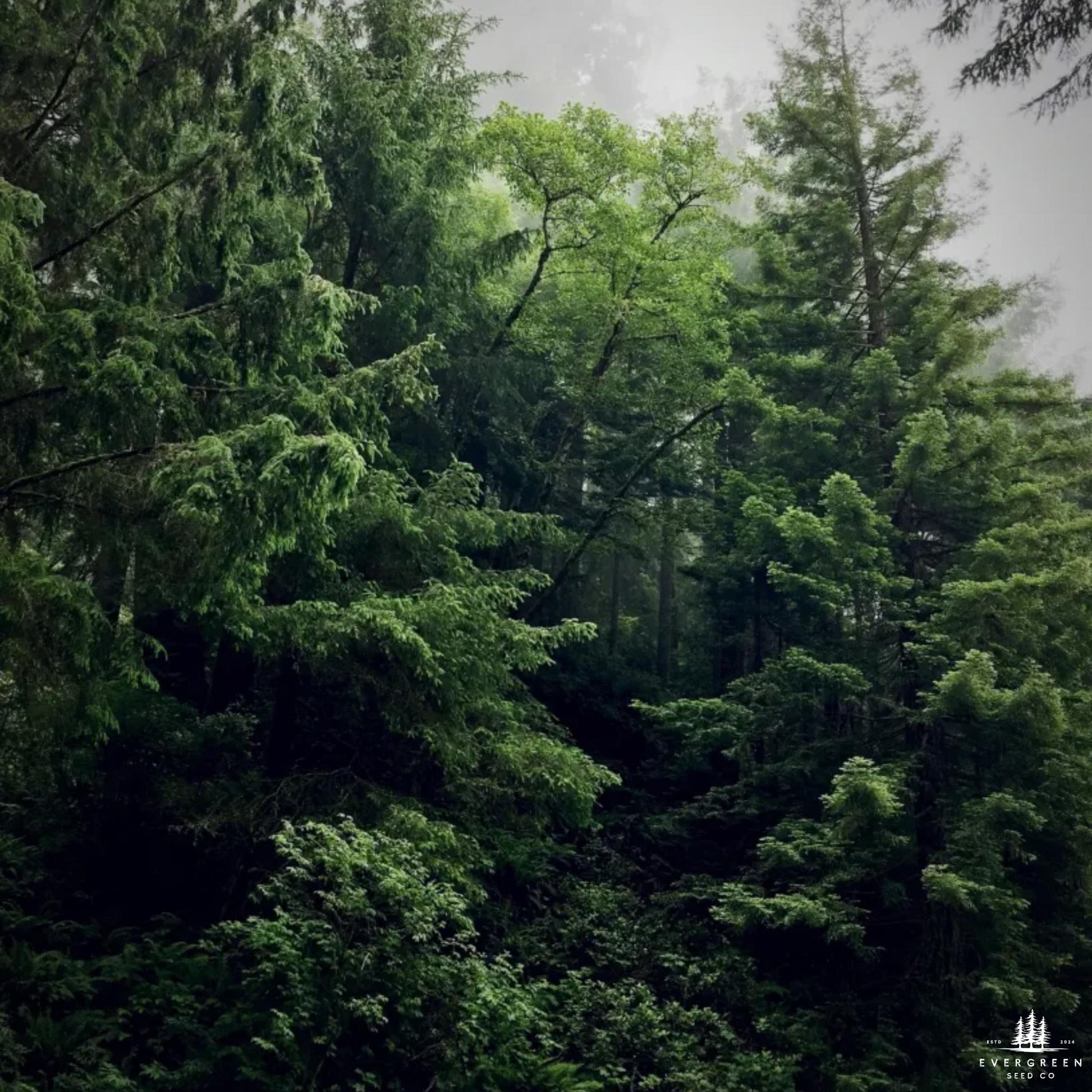 Dense forest with tall trees and misty atmosphere