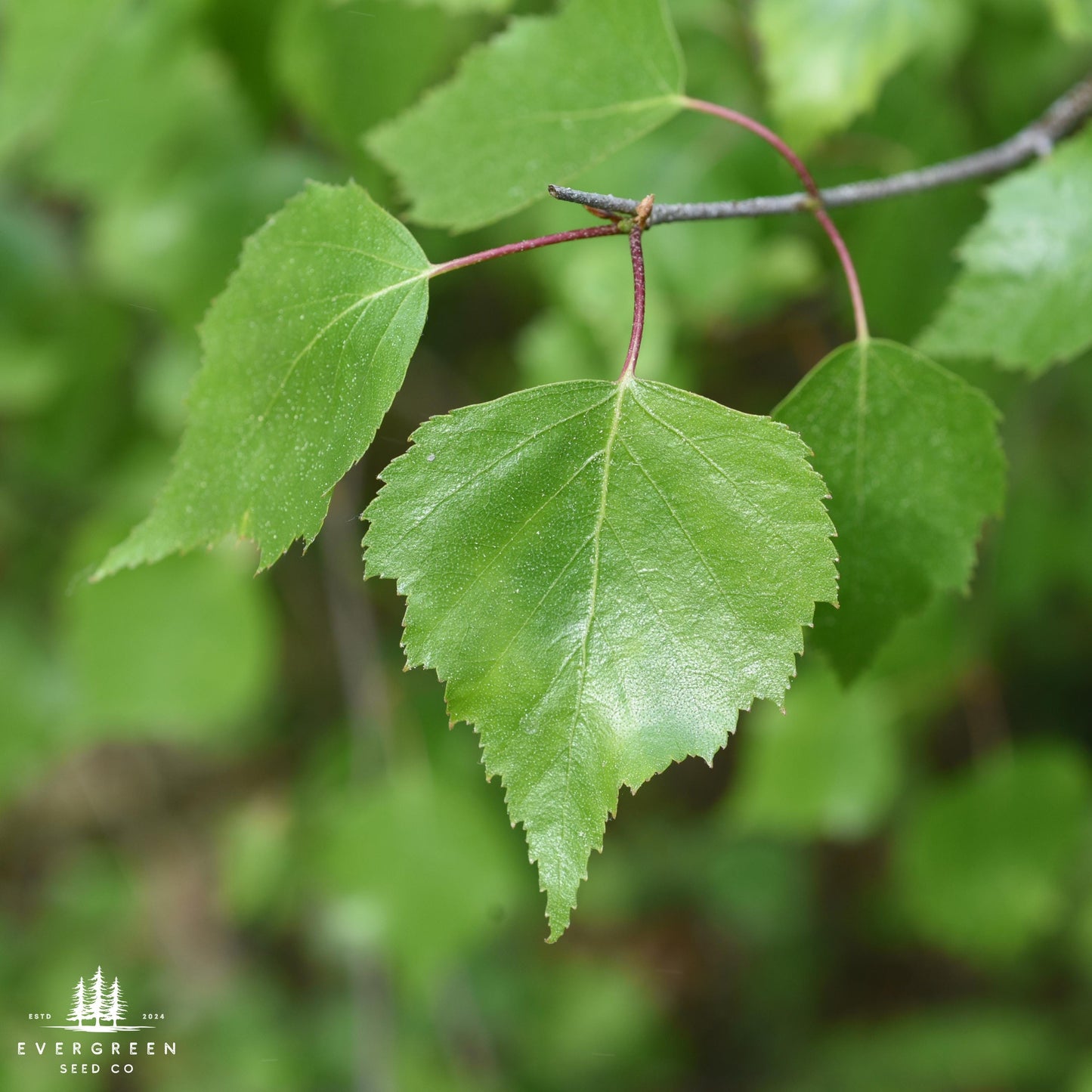 White Paper Birch Tree Seeds– (Betula papyrifera)