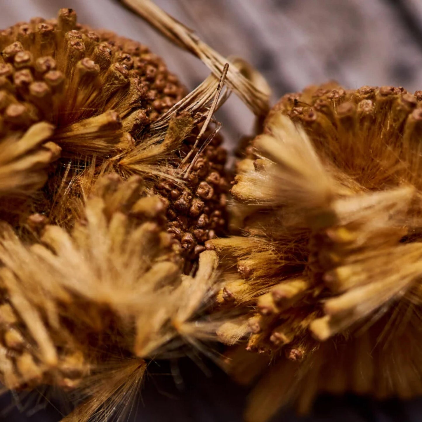 Sycamore Tree Seeds-(Platanus occidentalis)