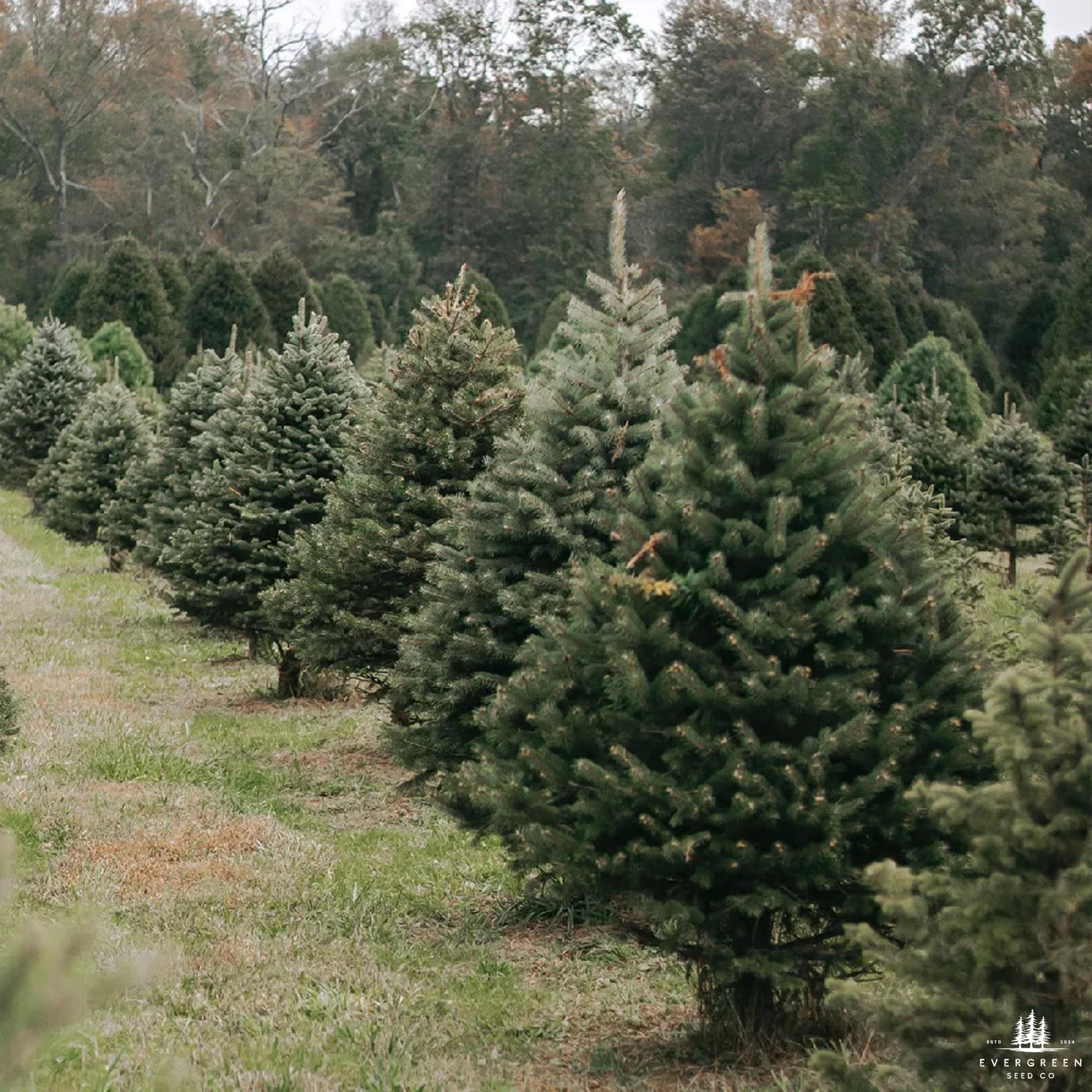 Row of coniferous trees in a forested area