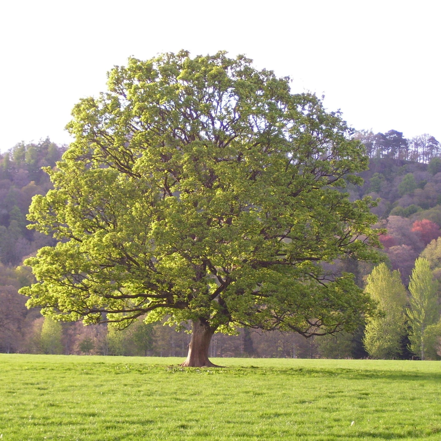 Sycamore Tree Seeds-(Platanus occidentalis)