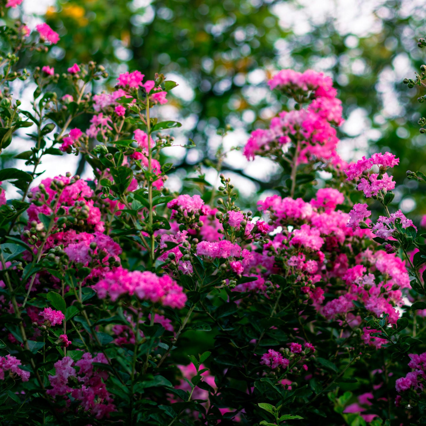 Pink Crape Myrtle Seeds (Lagerstroemia indica)
